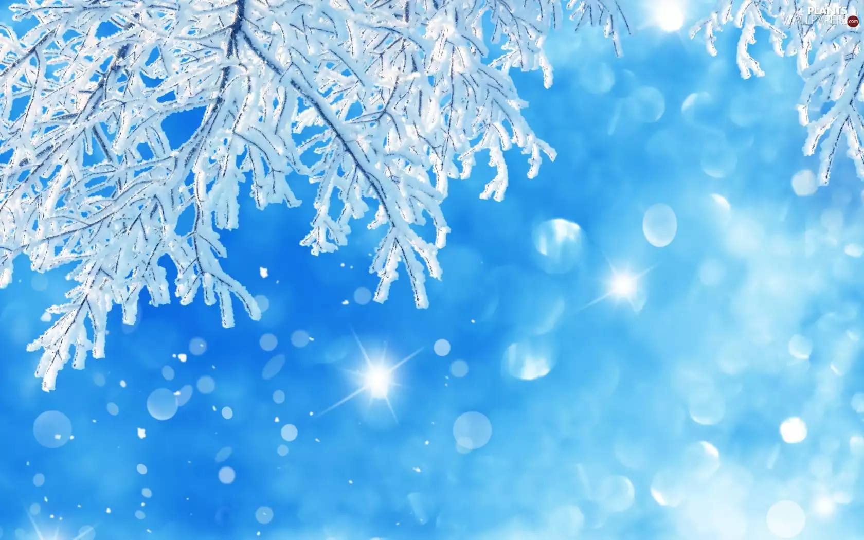 trees, viewes, snow, Twigs, winter