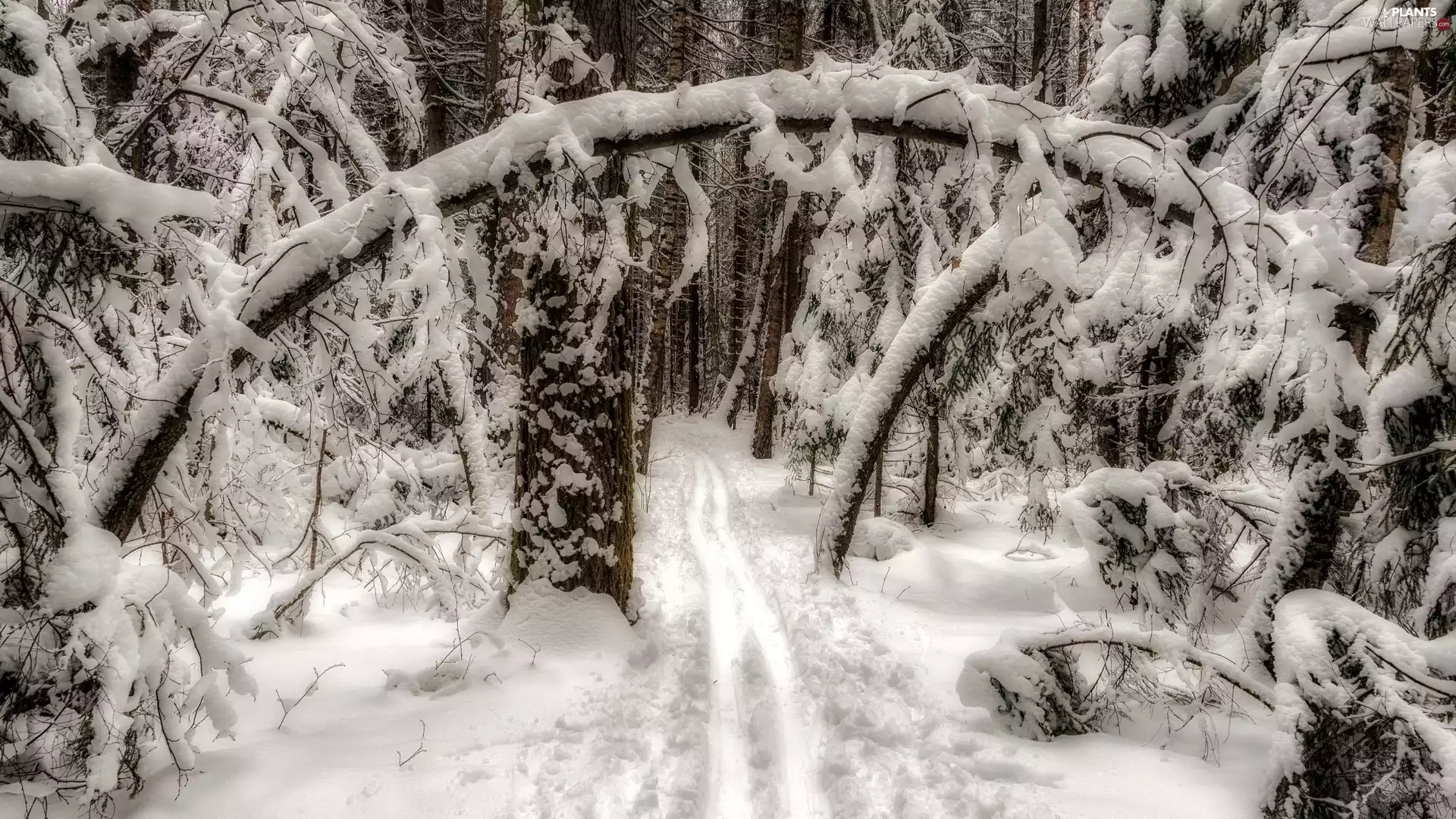 forest, winter, trees, viewes, Snowy, snowy