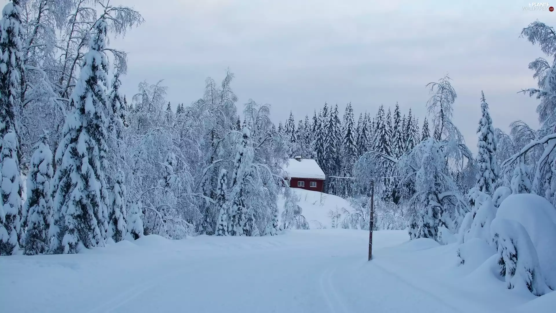 forest, trees, snowy, viewes, winter, house, Way
