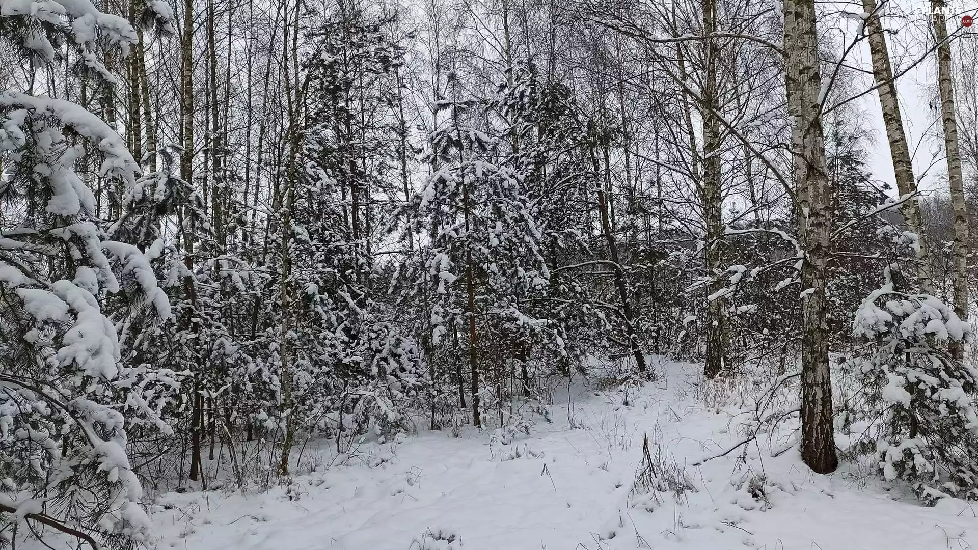 trees, viewes, snowy, forest, winter
