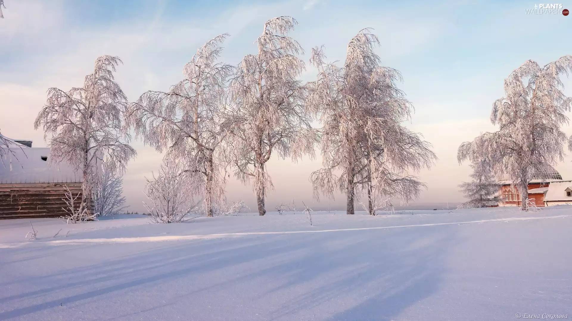 trees, viewes, Snowy, Houses, winter