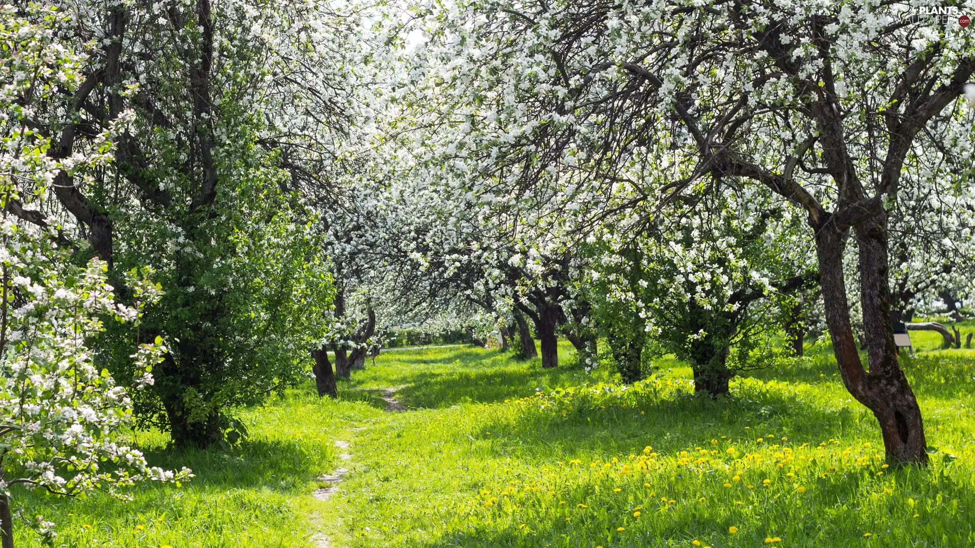 viewes, Spring, flourishing, trees, Park