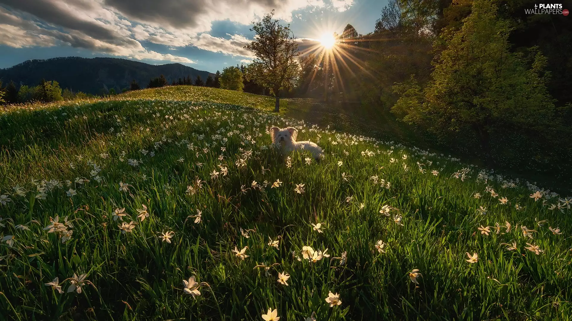 viewes, narcissus, rays of the Sun, trees, Meadow, Spring, dog