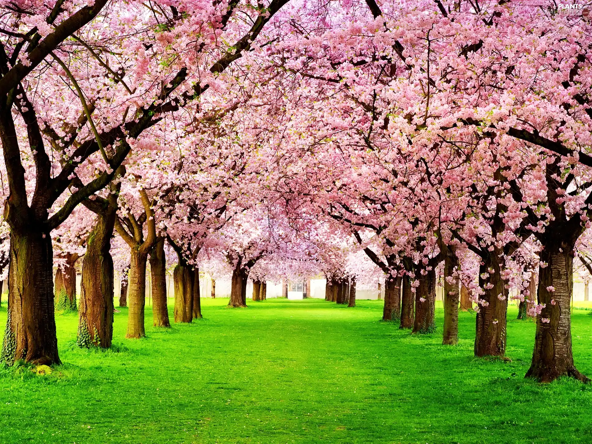 Spring, trees, viewes, flourishing