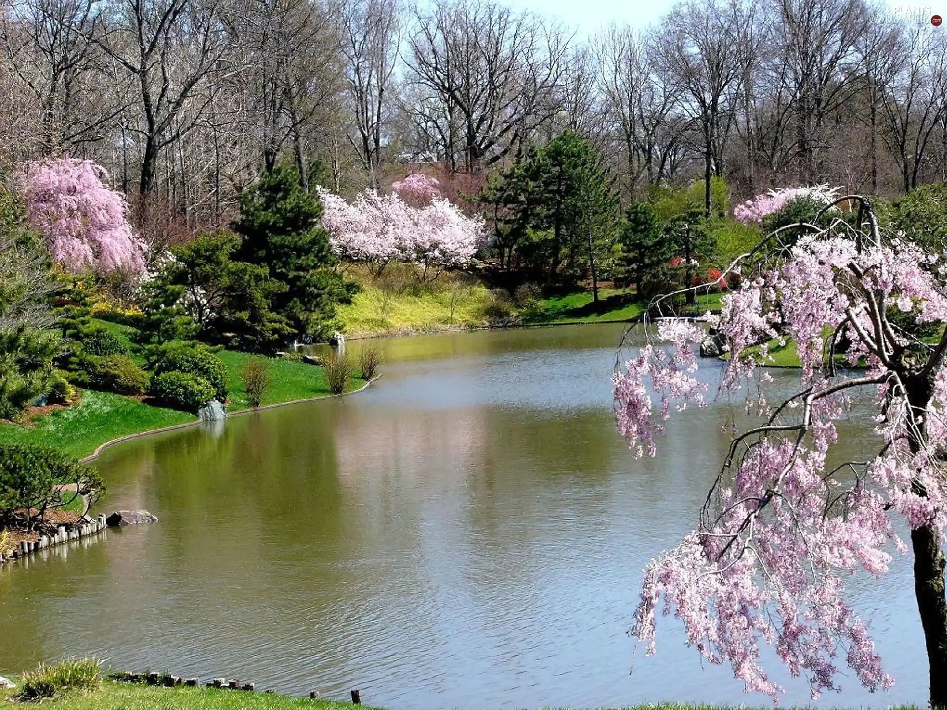 flourishing, Park, viewes, Spring, trees, River