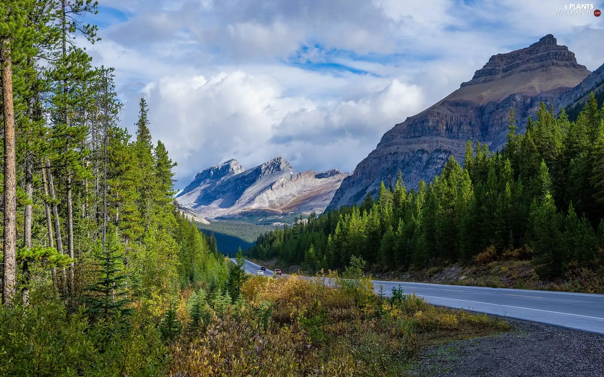 viewes, Way, Province of Alberta, trees, rocky mountains, Spruces, Canada