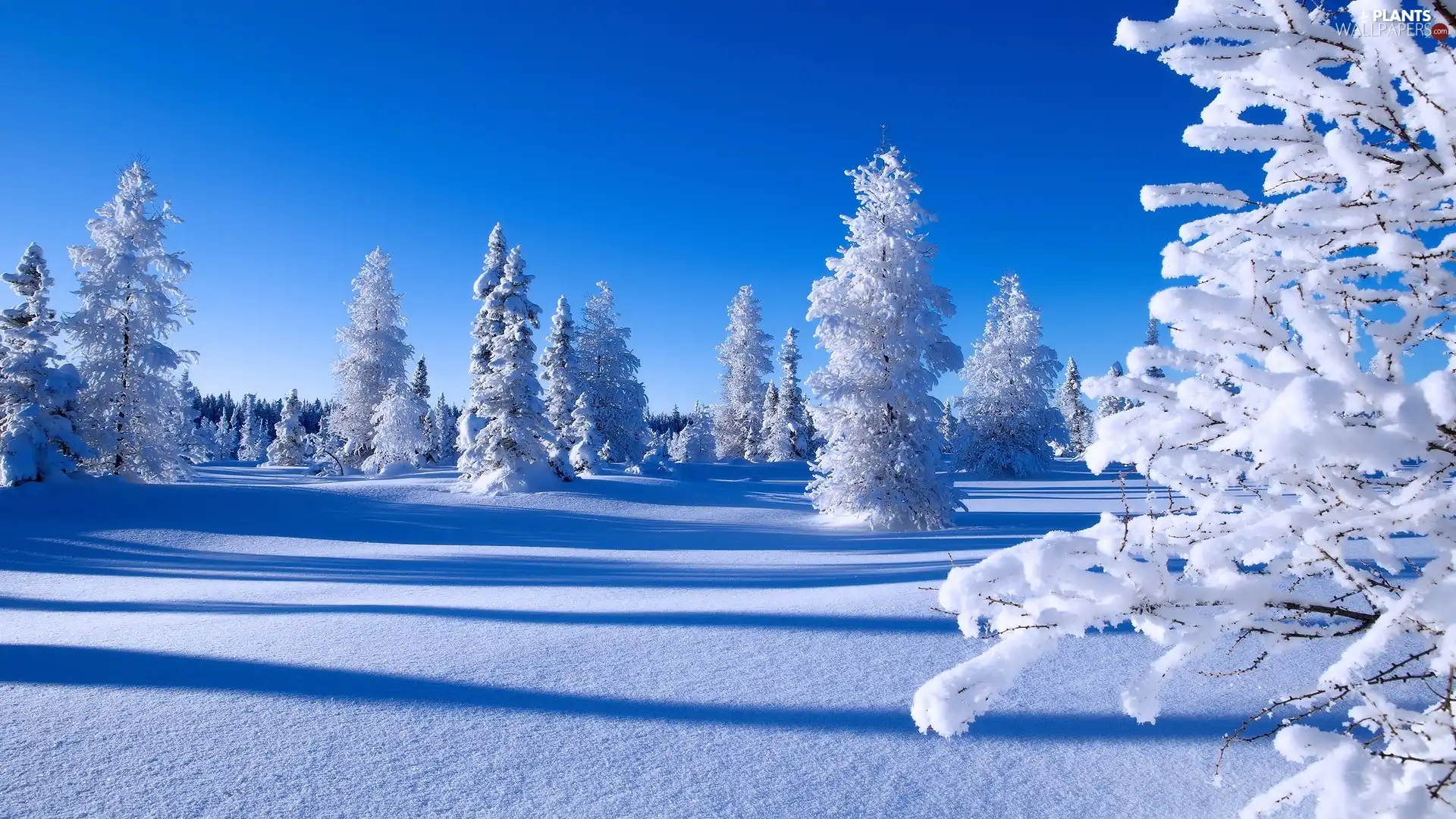 Snowy, winter, viewes, Spruces, trees, snow