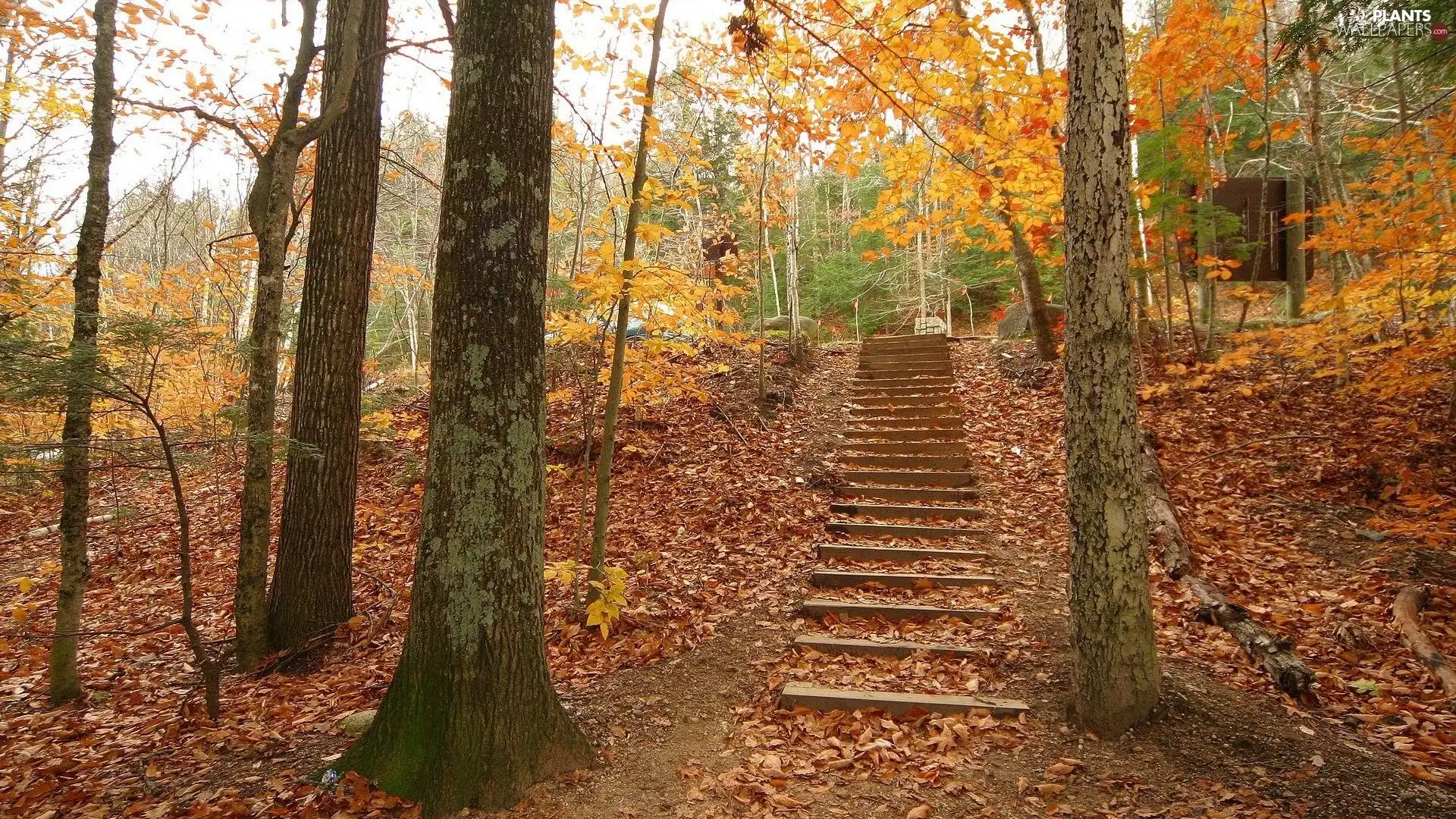 colors, forest, viewes, Stairs, trees, Autumn
