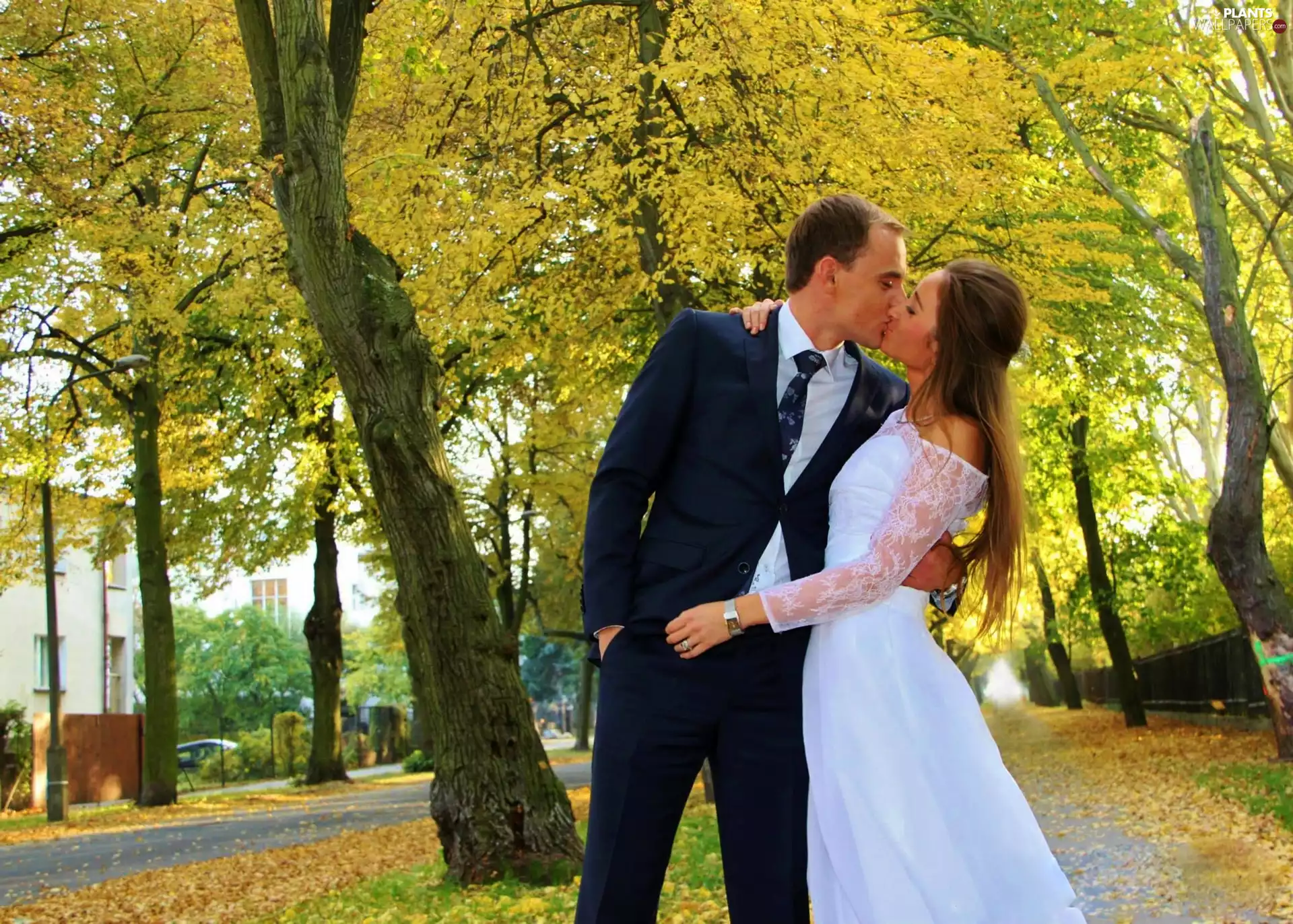 trees, viewes, Steam, kiss, young