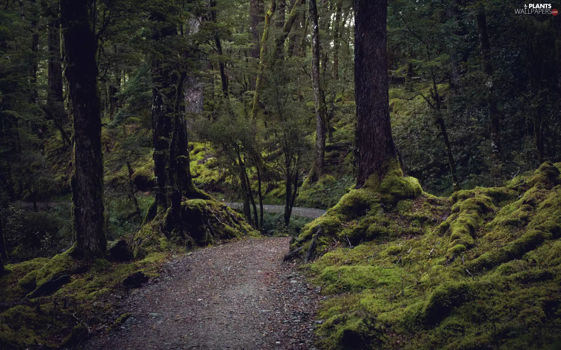 mossy, trees, Stems, viewes, forest, roots, Path