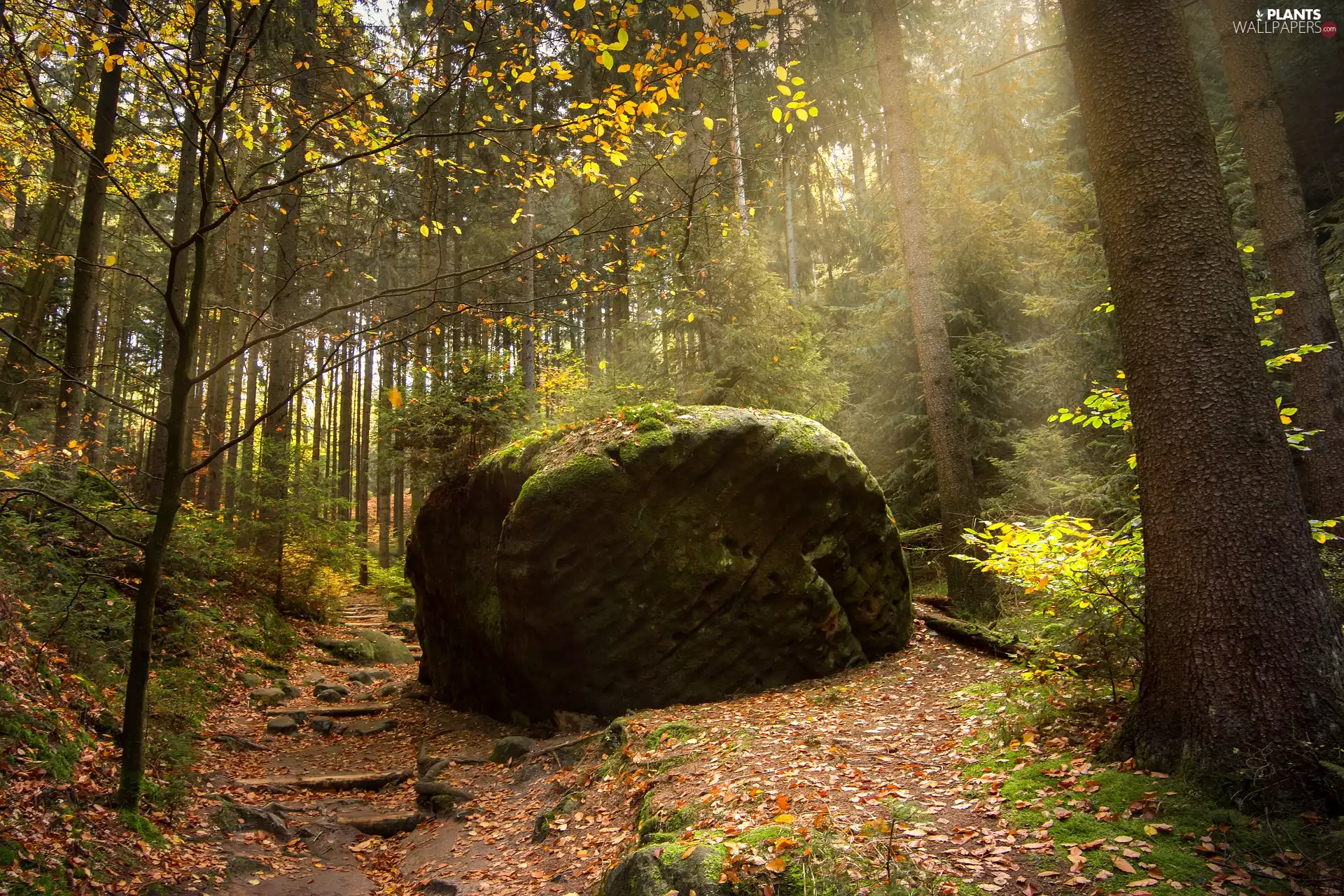 Way, trees, stone, viewes, forest, Stone, autumn