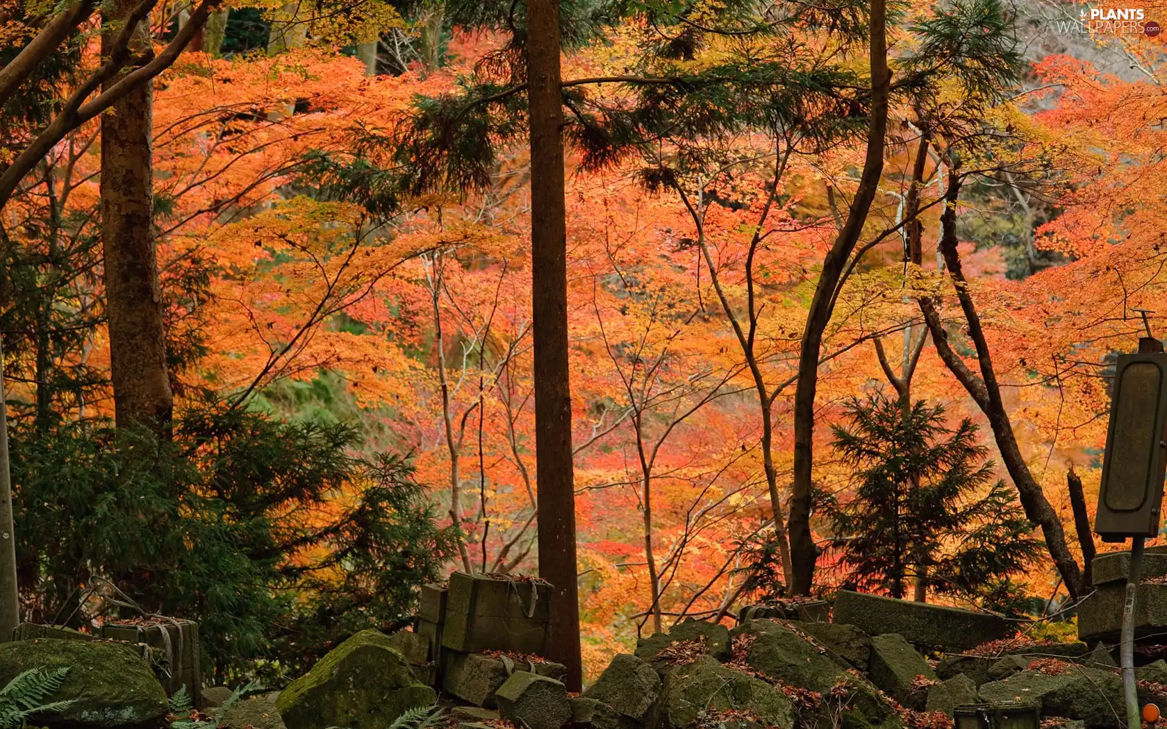 viewes, Stones, color, trees, forest