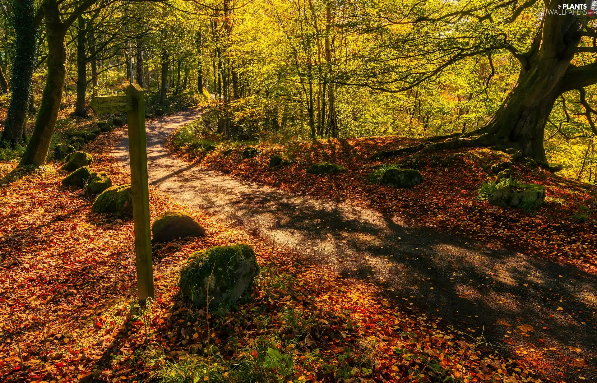 Way, Leaf, Stones, trees, mossy, forest, autumn, viewes