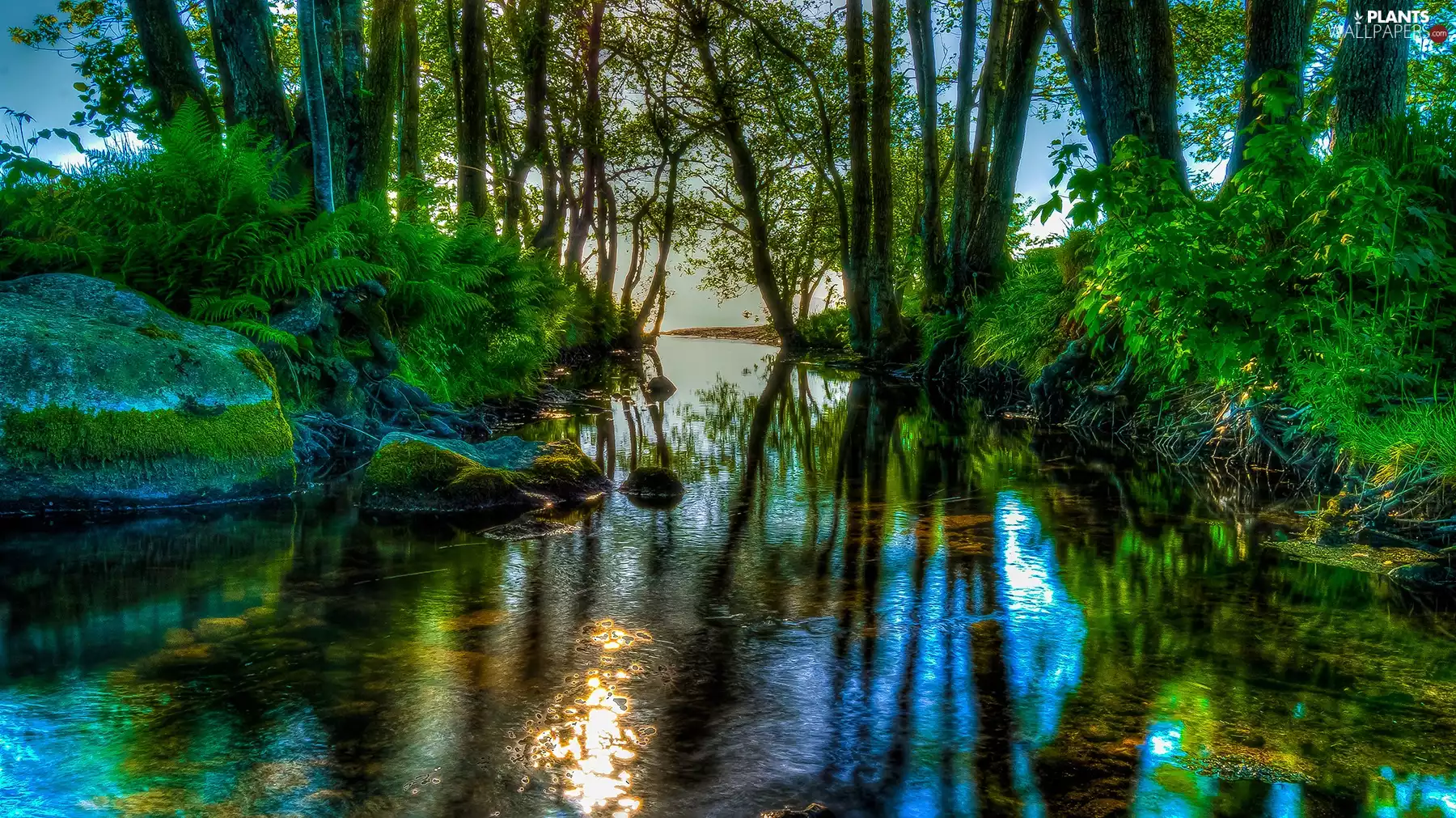 trees, viewes, Stones, fern, River