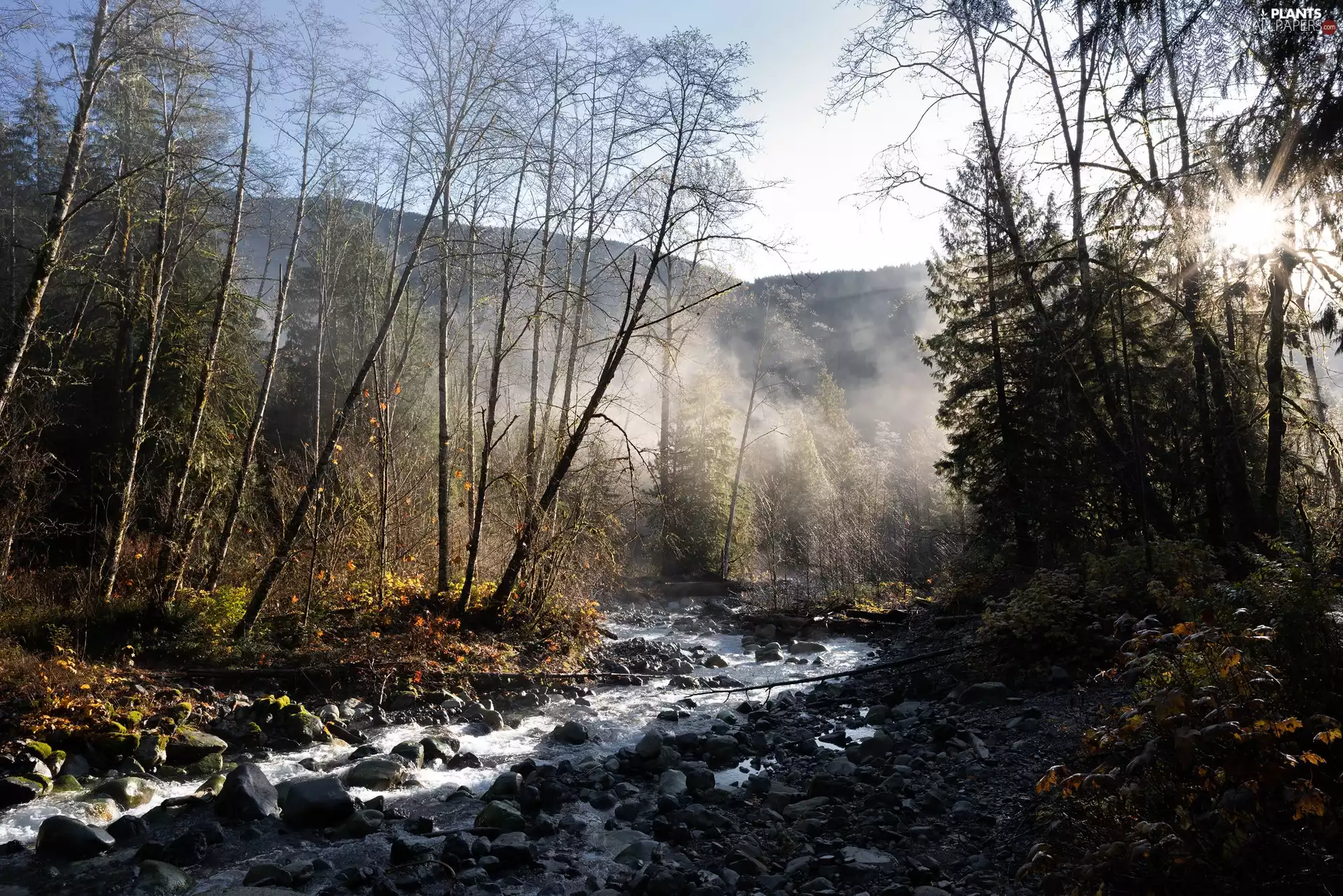Fog, trees, Stones, viewes, forest, River, autumn