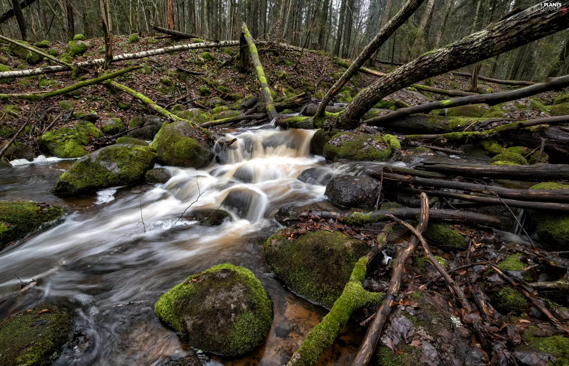 River, trees, Stones, viewes, forest, mossy, branches
