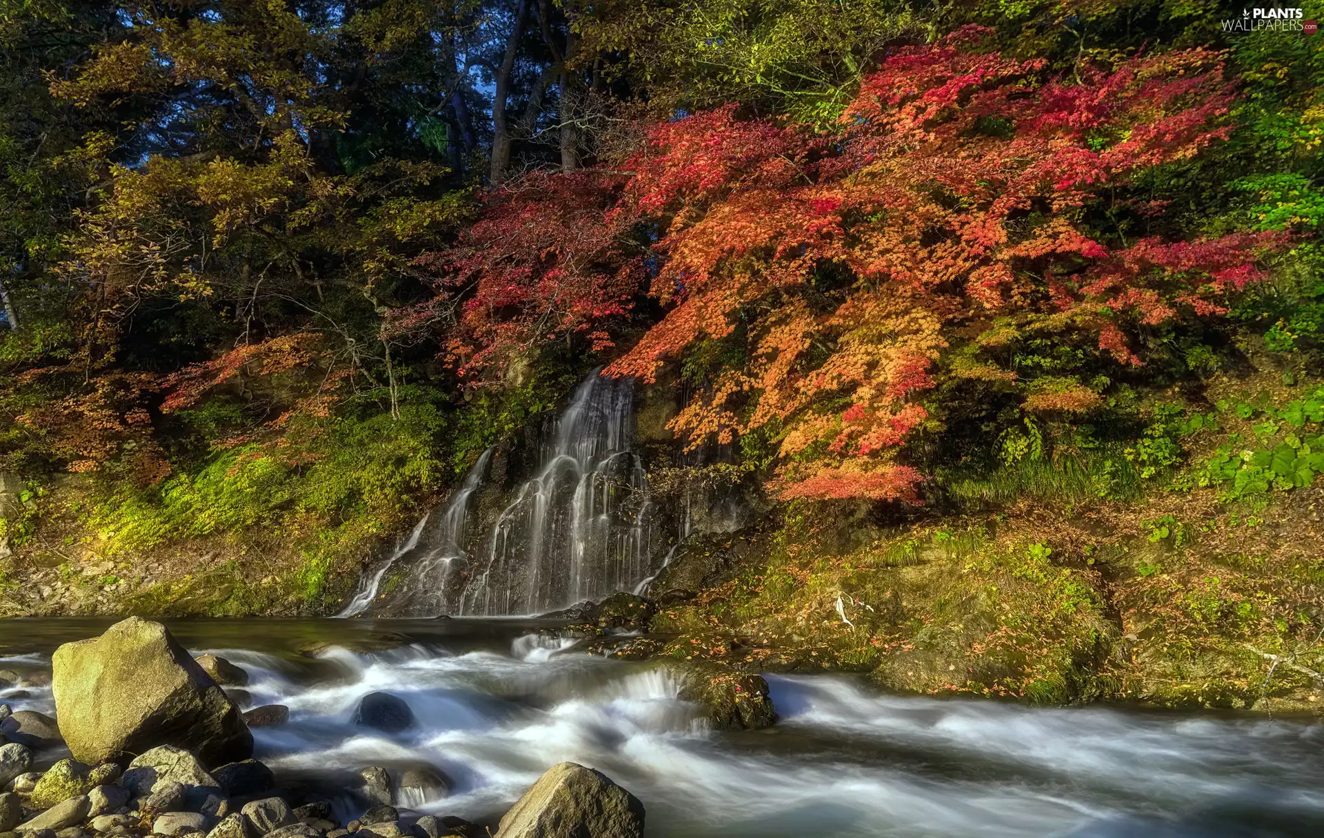 forest, River, trees, viewes, autumn, Stones