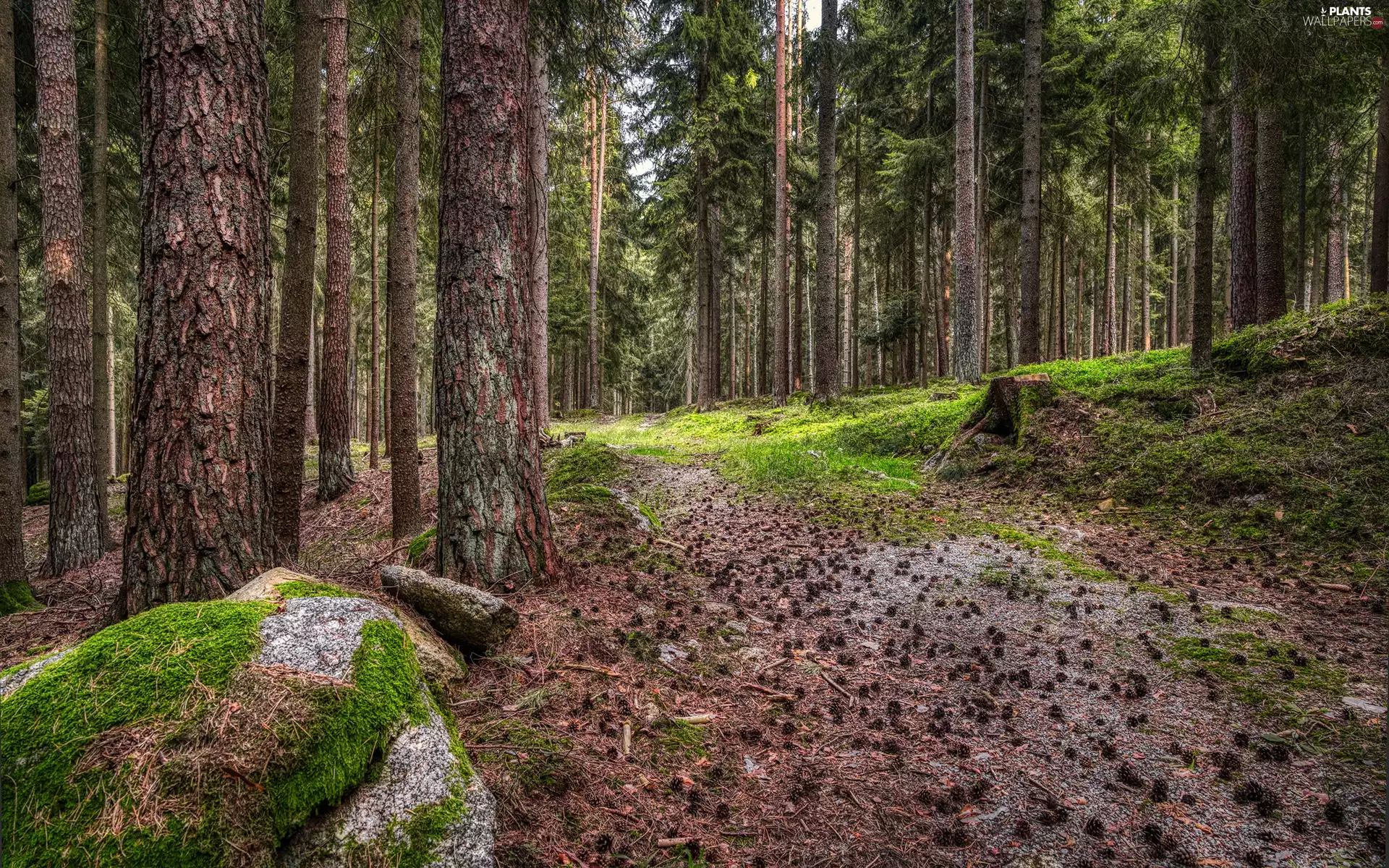 Path, trees, Stones, viewes, forest, cones, Moss