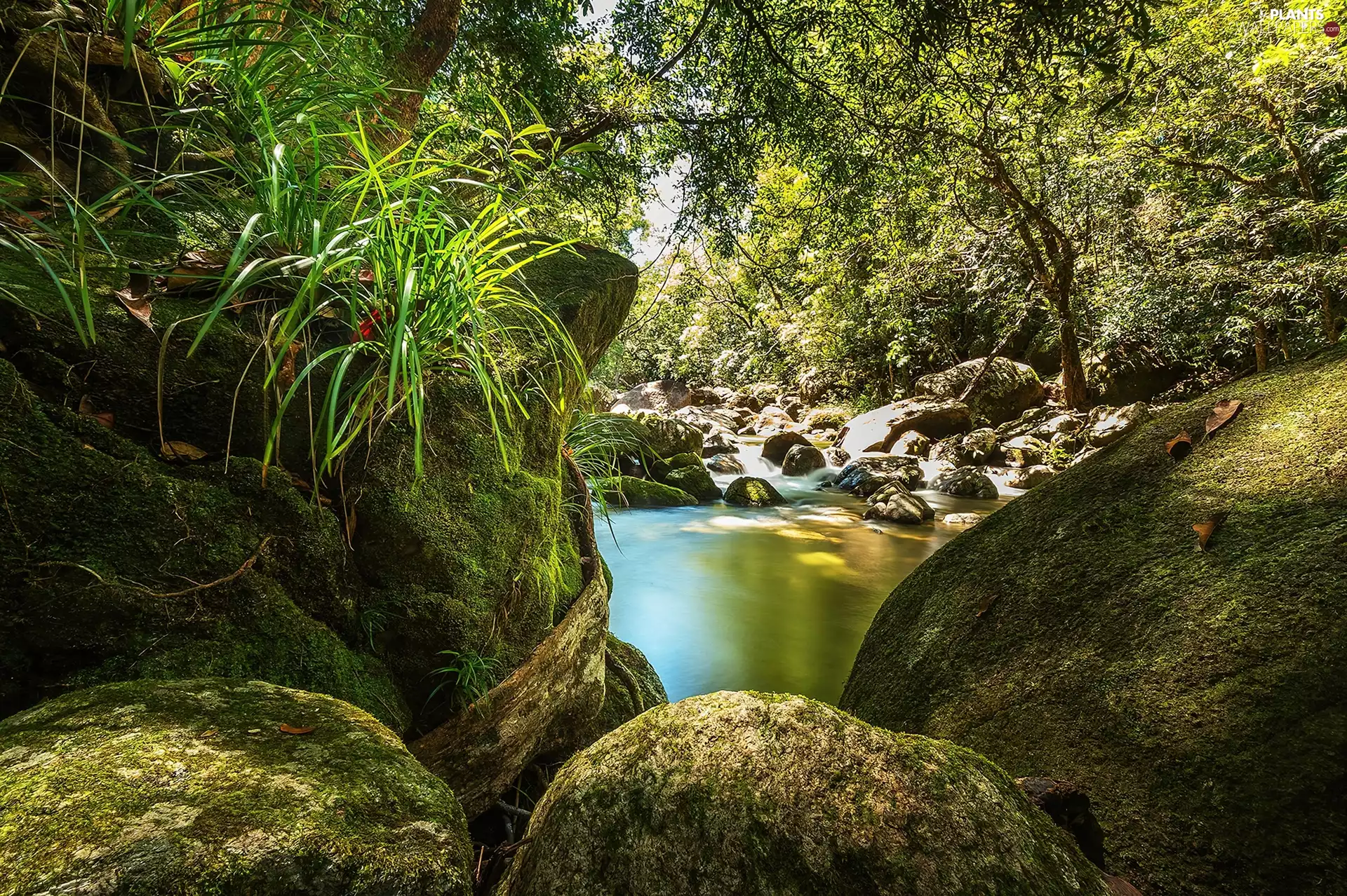 Moss, River, trees, viewes, grass, Stones