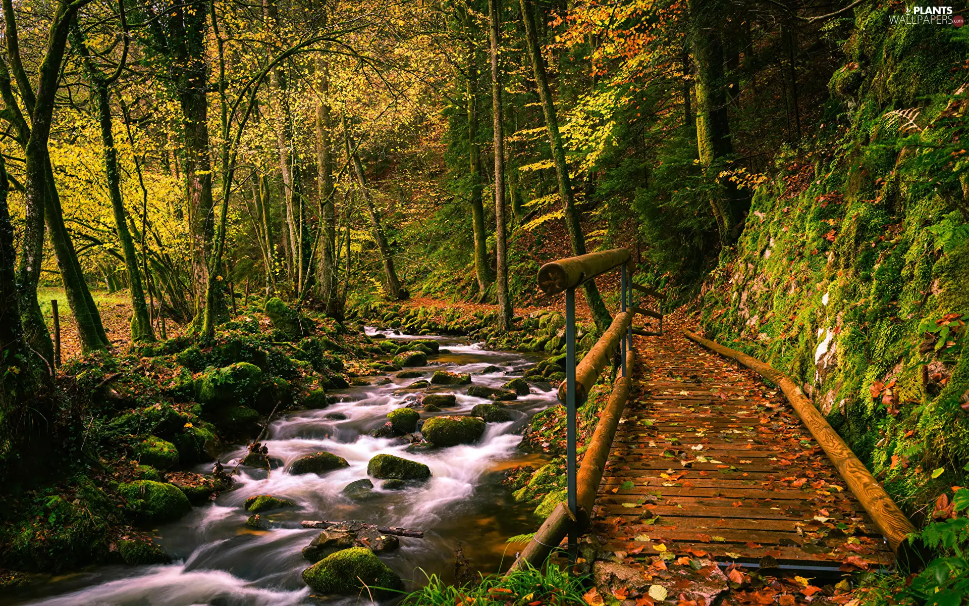 brook, trees, Stones, viewes, forest, stream, Platform