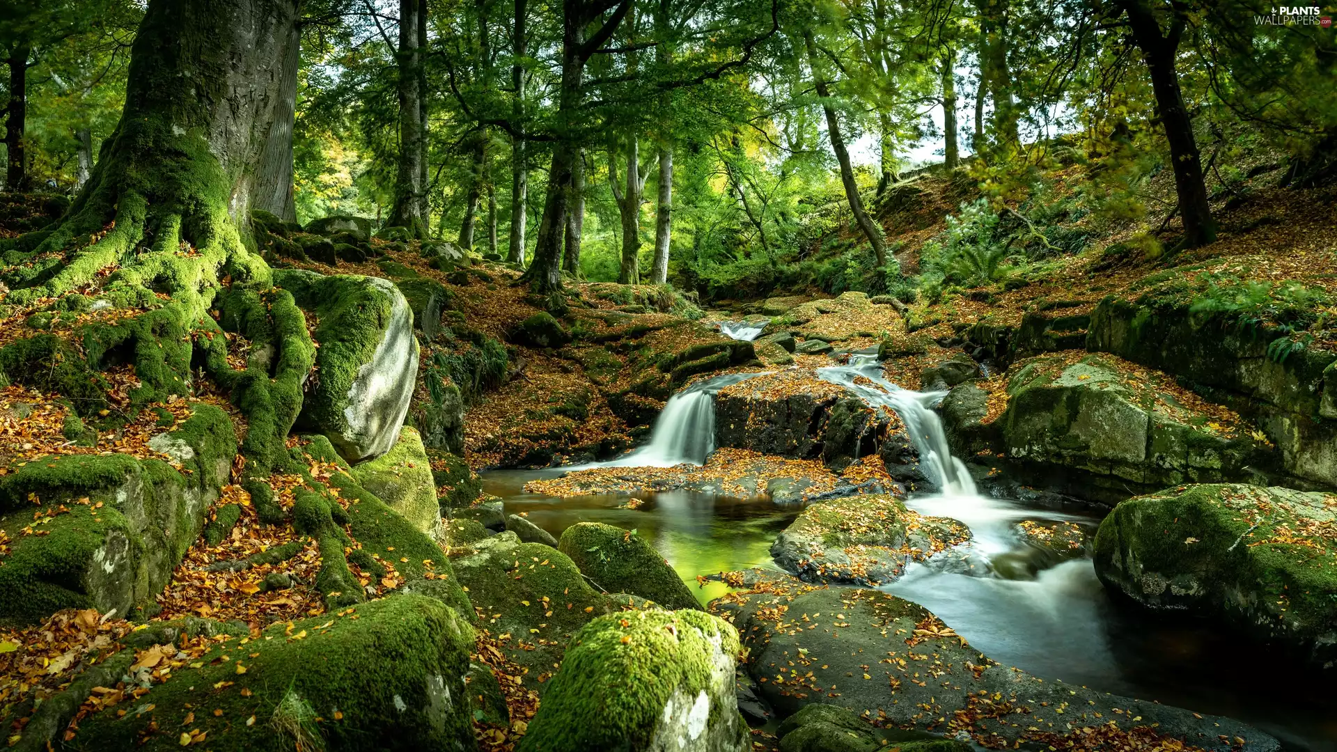 roots, trees, Stones, viewes, forest, mossy, River