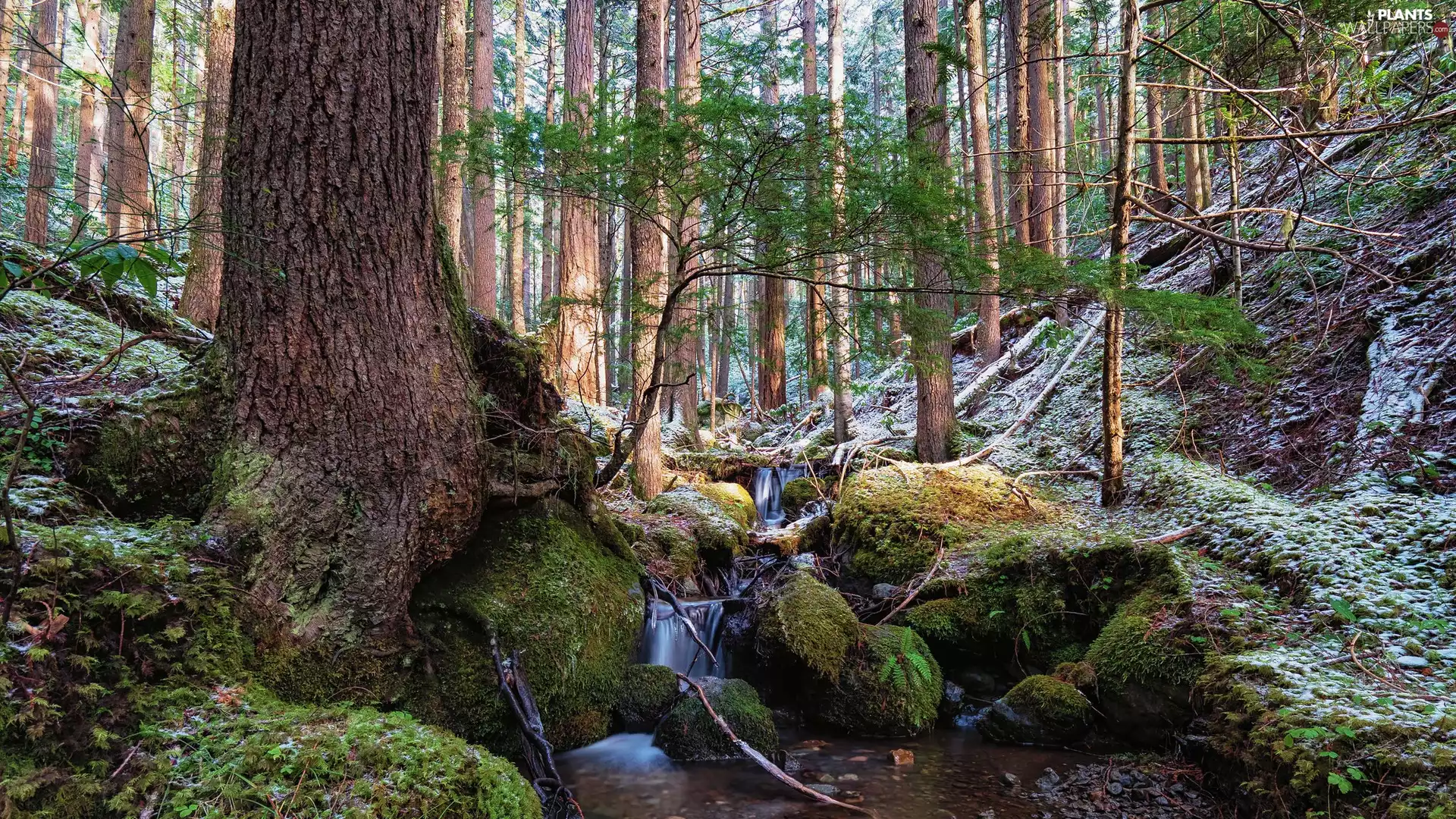 scarp, trees, Stones, viewes, forest, mossy, stream