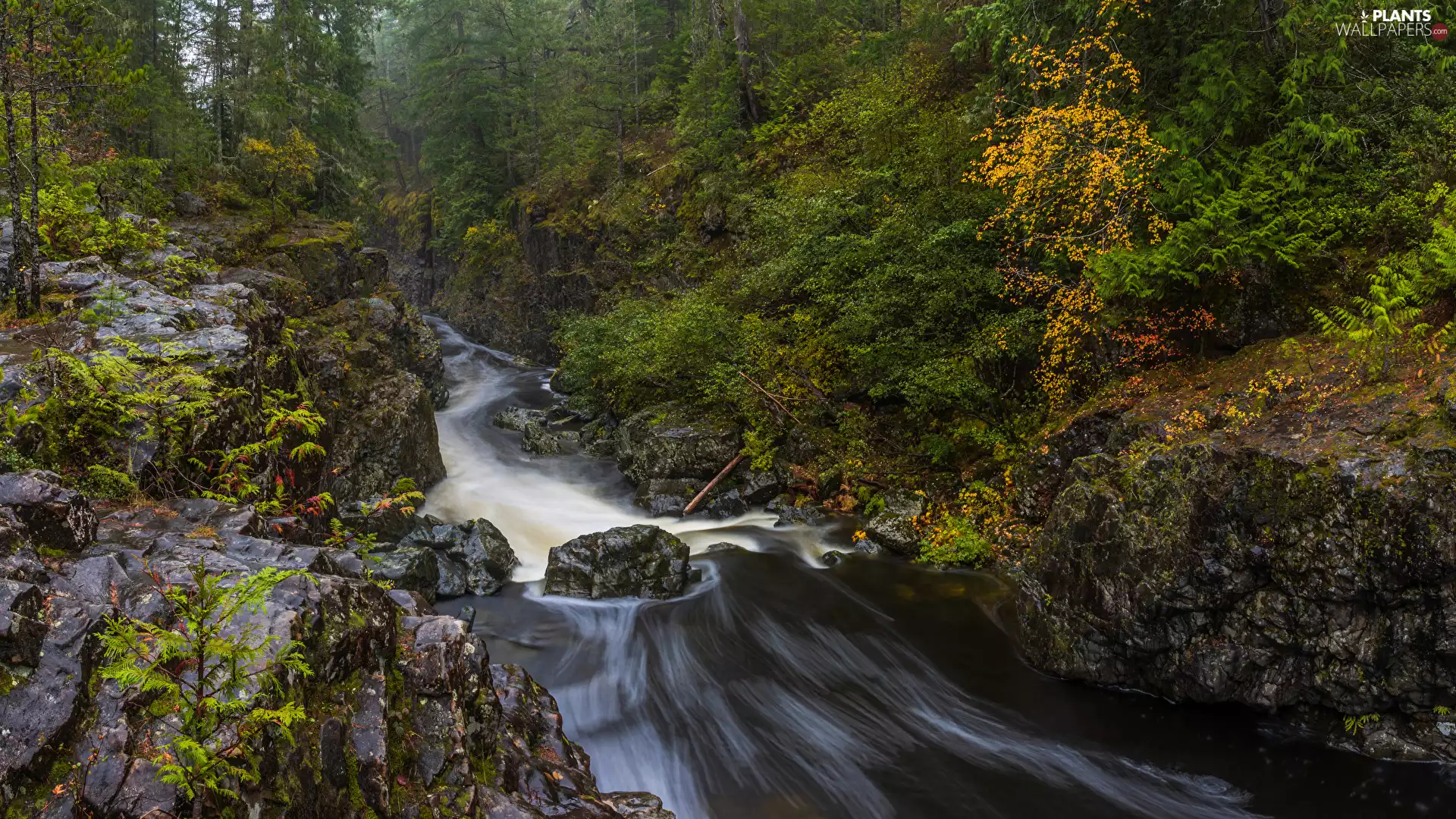 River, trees, Stones, viewes, forest, rocks, VEGETATION