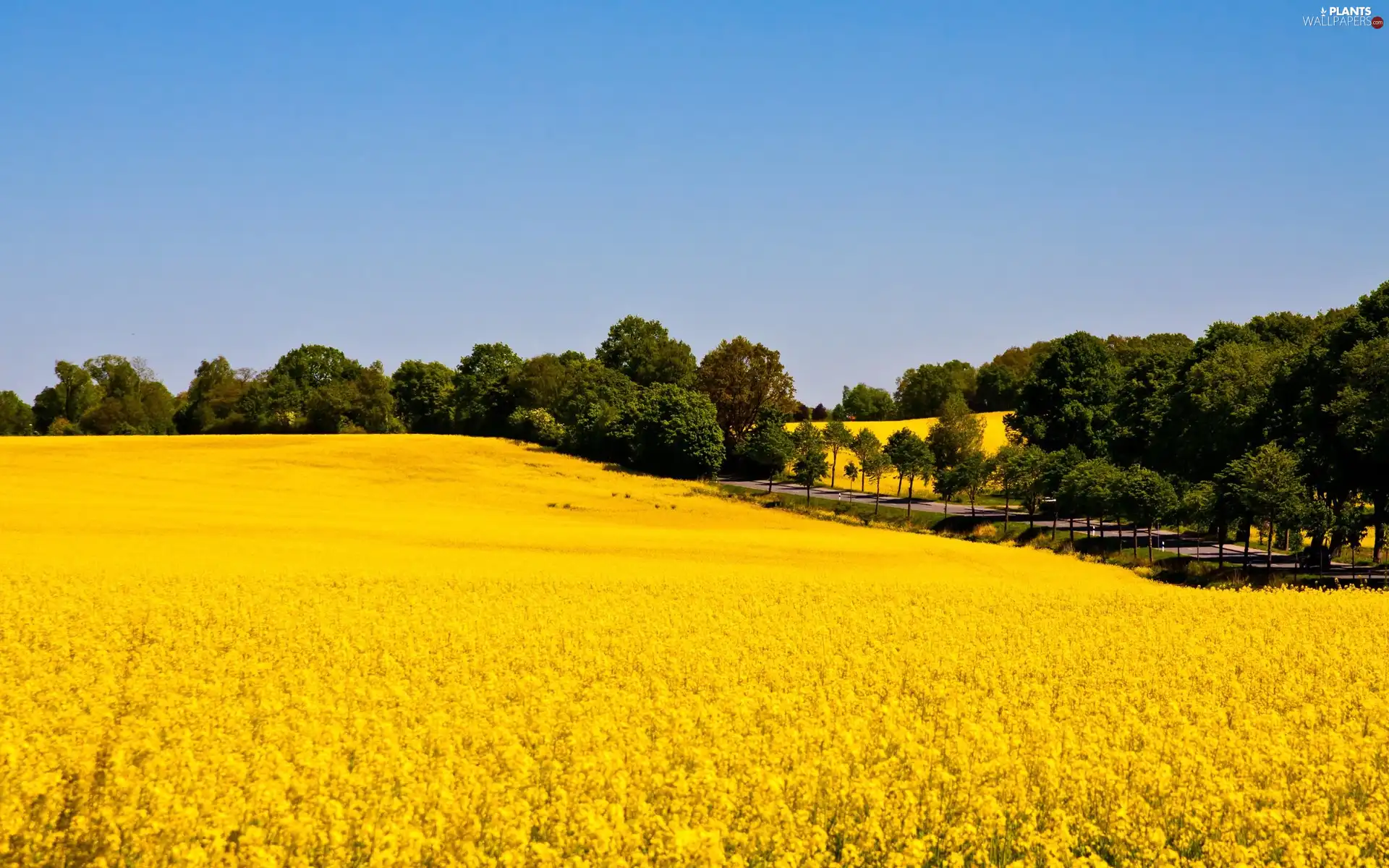 Way, field, viewes, summer, trees, rape