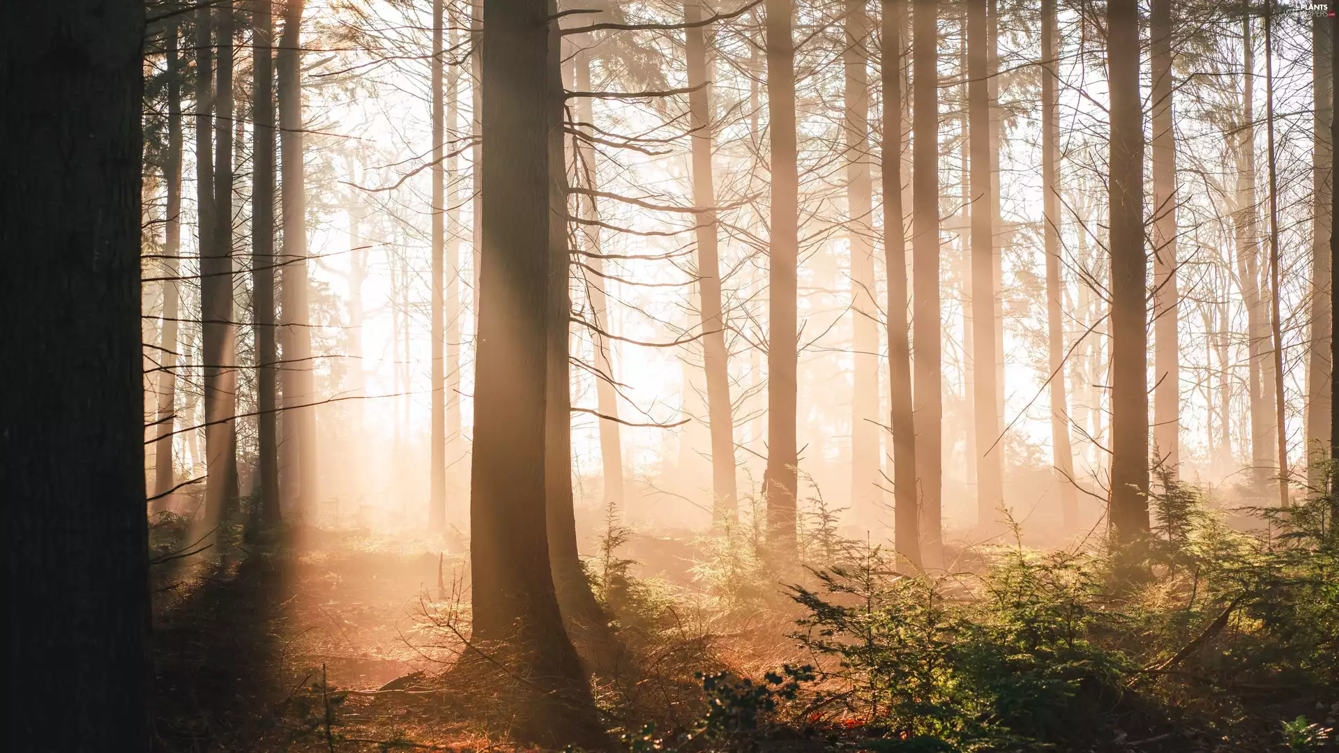 viewes, trees, forest, sun, luminosity, Fog, sun, flash, ligh