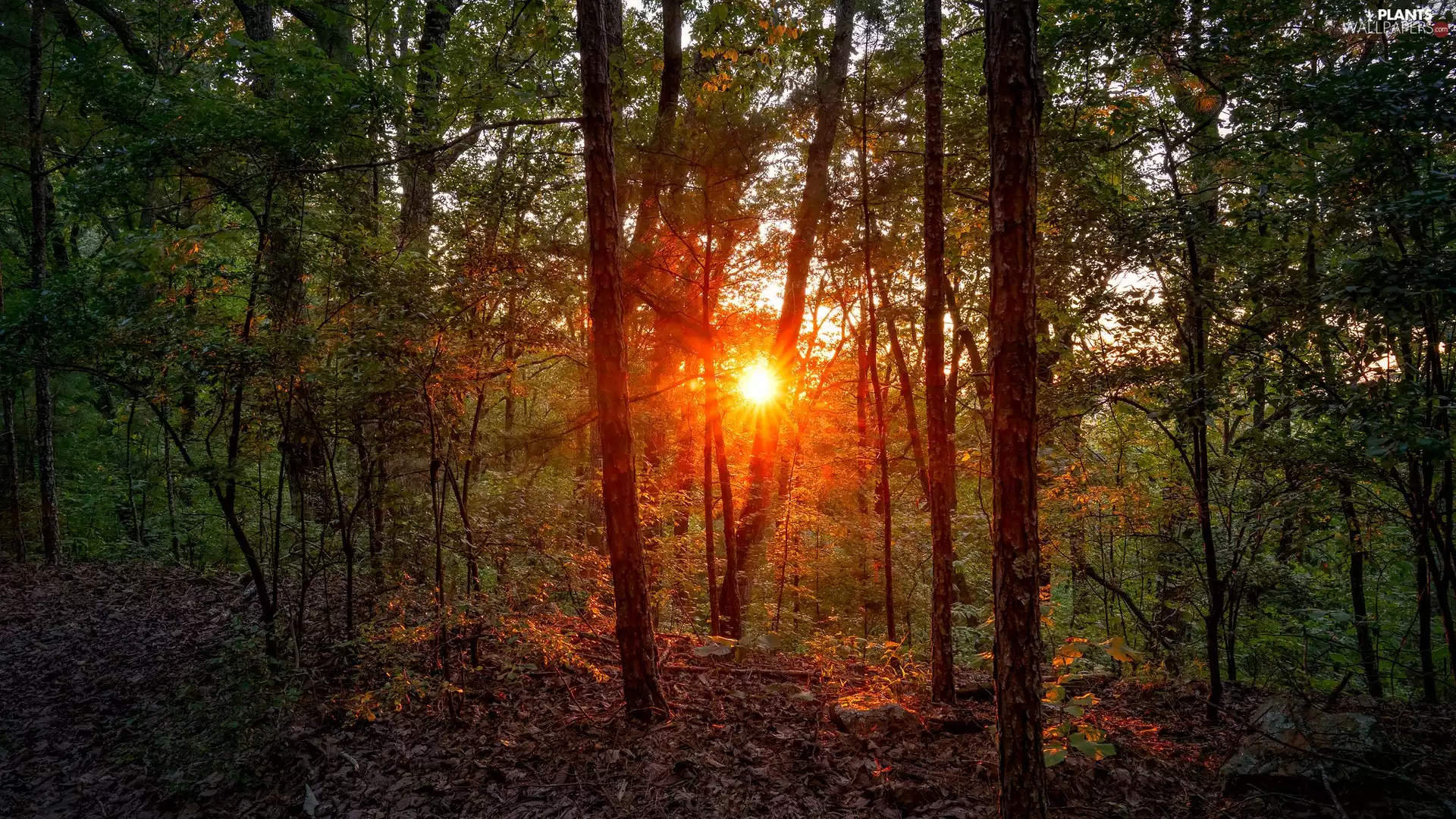 trees, viewes, sun, Leaf, forest
