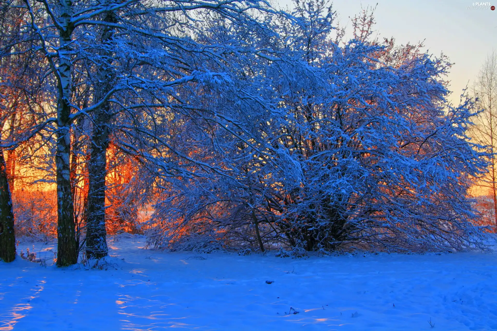 trees, field, viewes, Przebijające, luminosity, winter, sun, flash, ligh