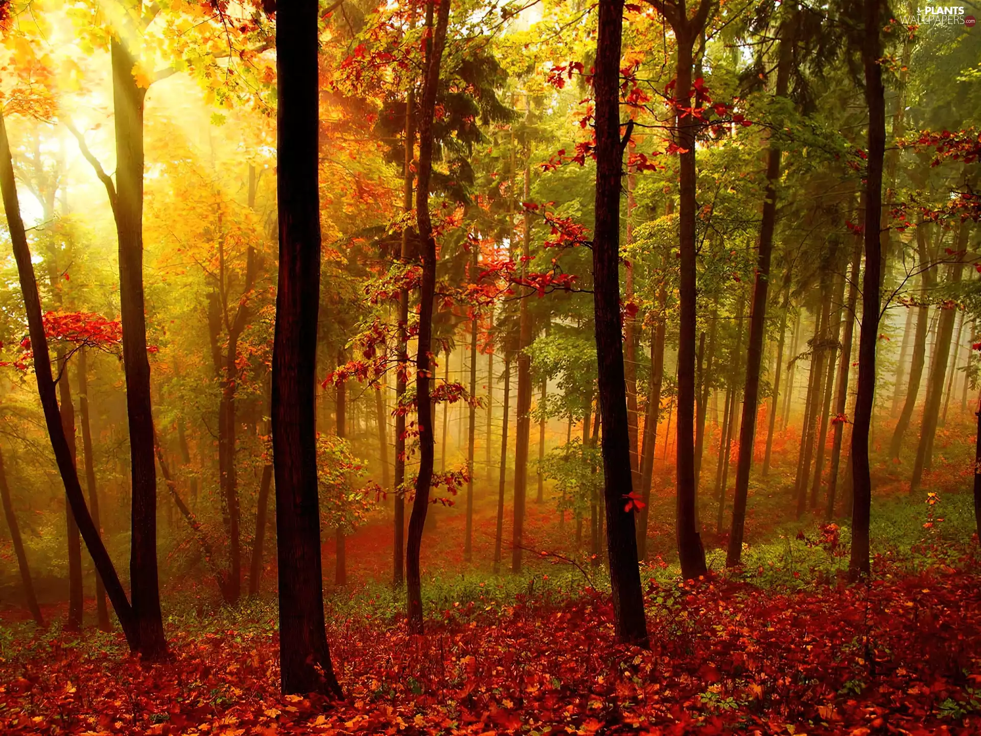 trees, viewes, sun, forest, rays