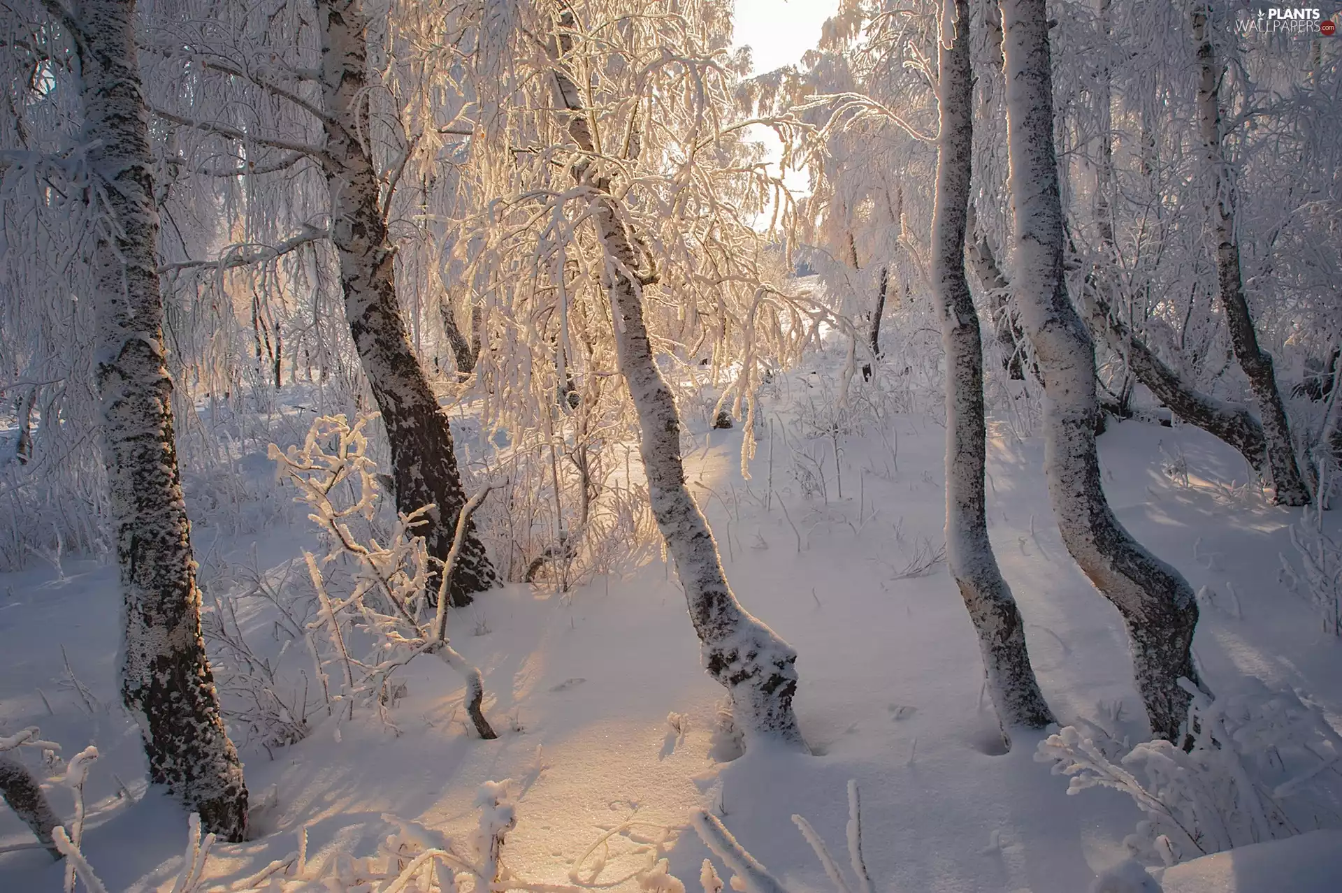 viewes, trees, birch, winter, luminosity, sunny, sun, flash, ligh