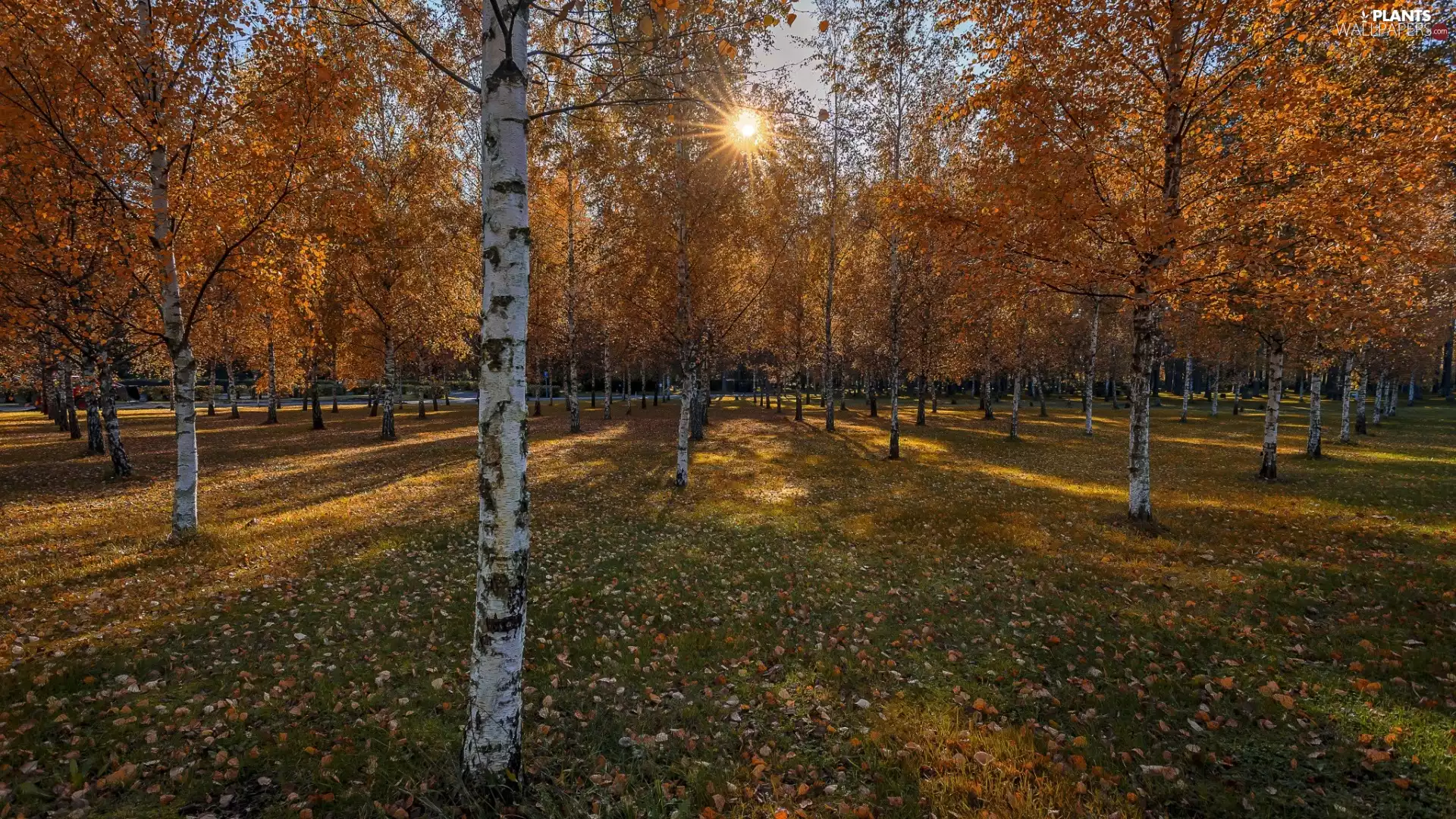 viewes, autumn, birch, rays of the Sun, Park, trees