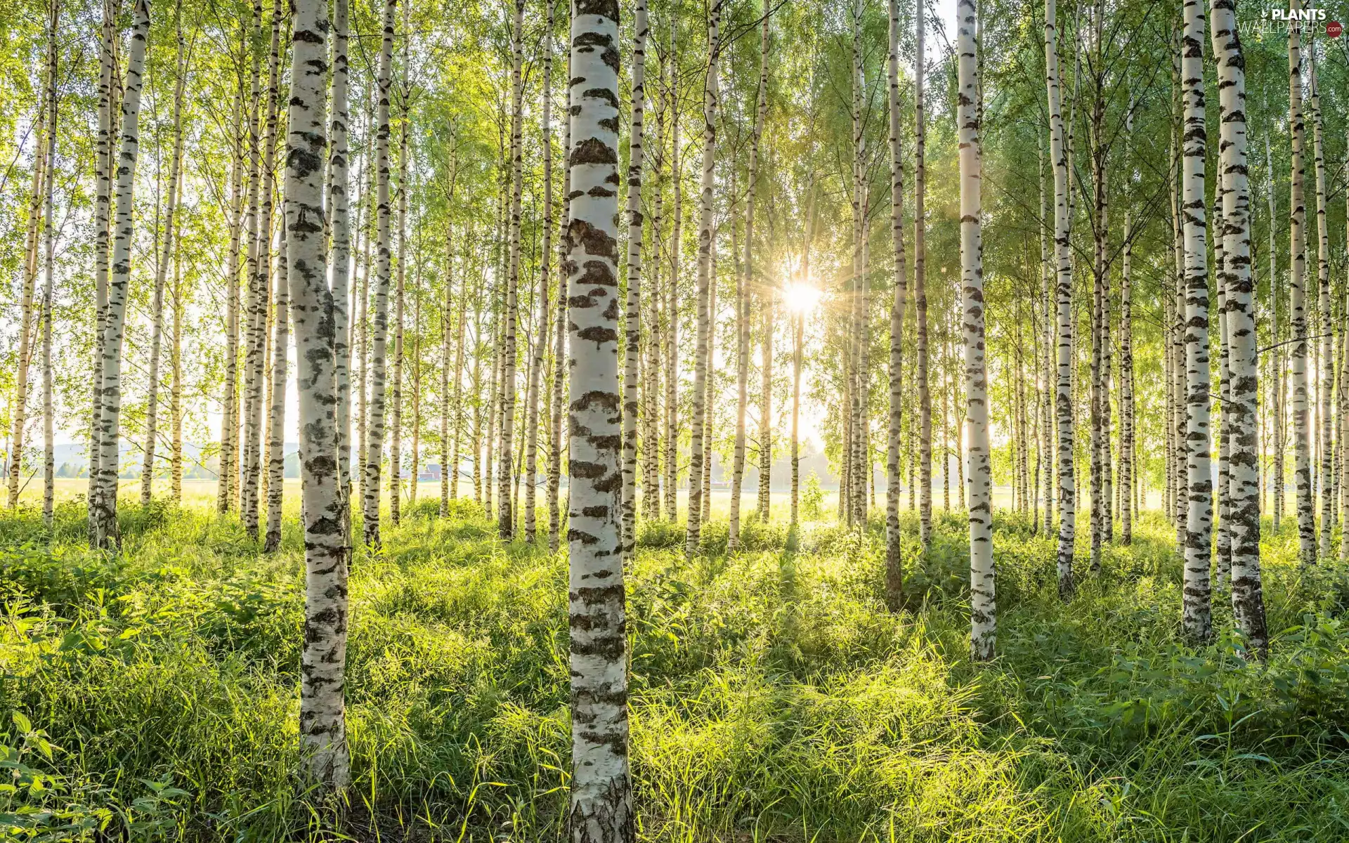 viewes, forest, green, rays of the Sun, birch, trees