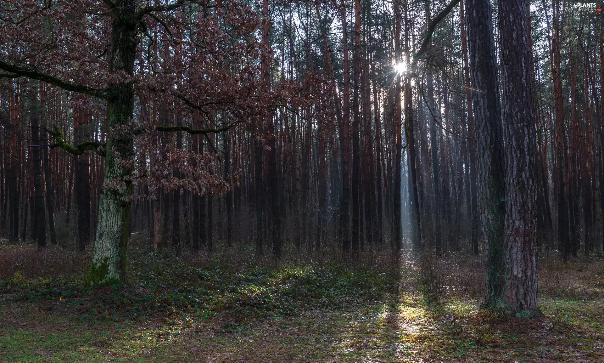 viewes, forest, autumn, rays of the Sun, Leaf, trees