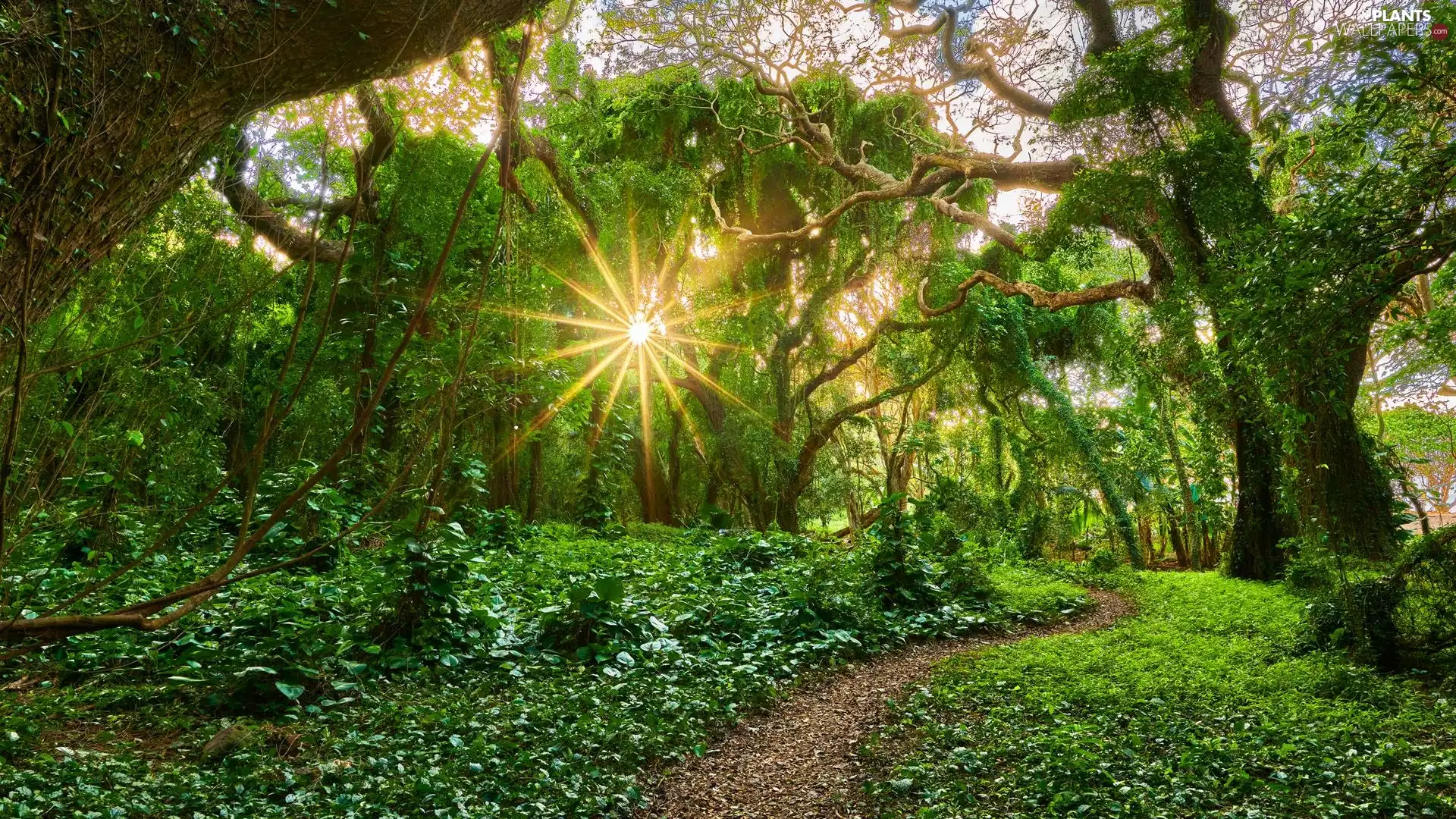 viewes, forest, Plants, rays of the Sun, Path, trees