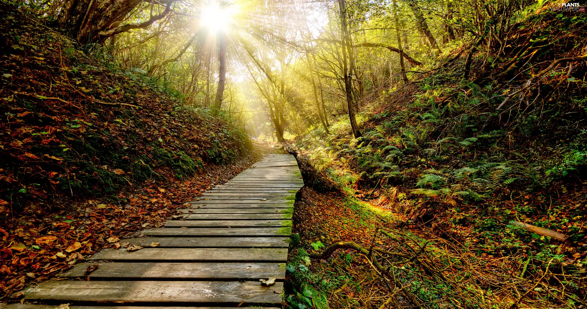 viewes, forest, fern, rays of the Sun, Platform, trees