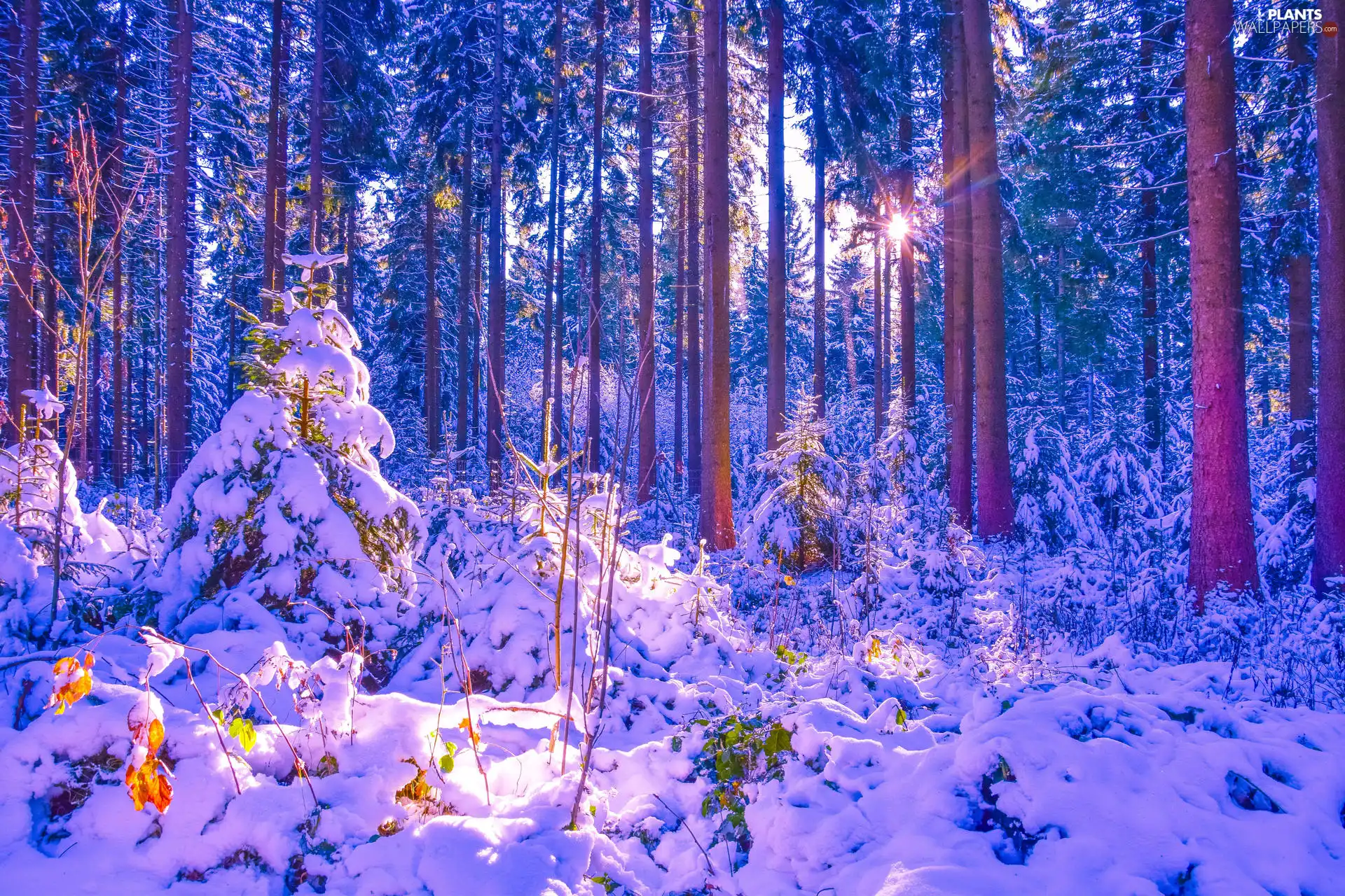 viewes, forest, drifts, rays of the Sun, snow, trees