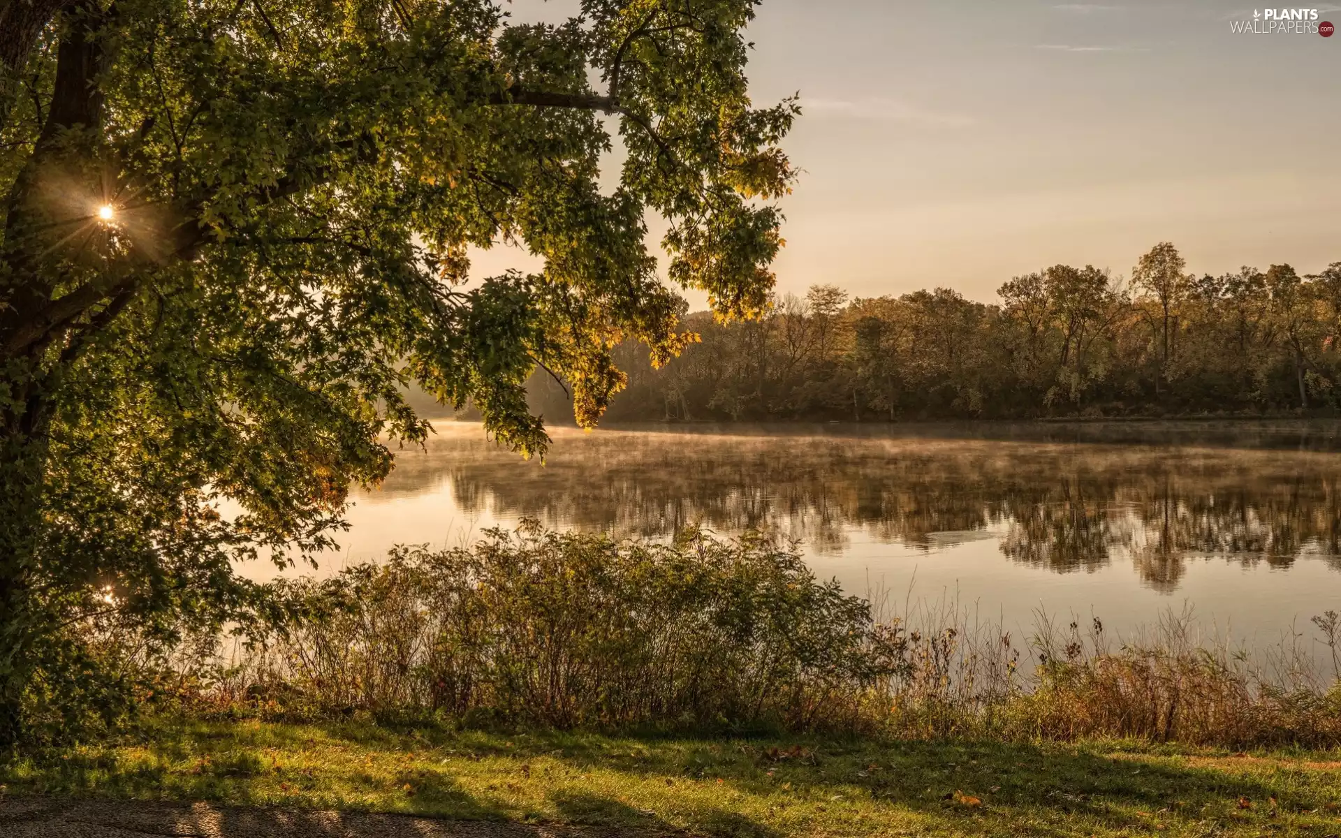 viewes, lake, morning, rays of the Sun, Bush, trees