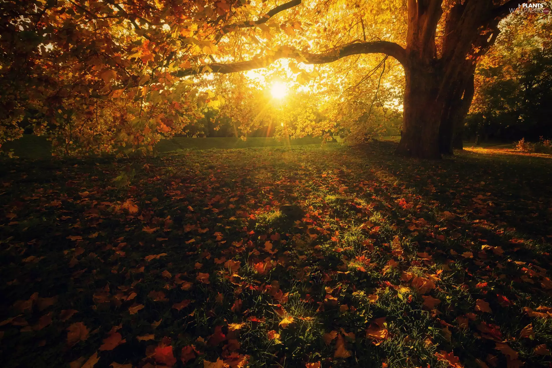 viewes, Park, Leaf, rays of the Sun, autumn, trees