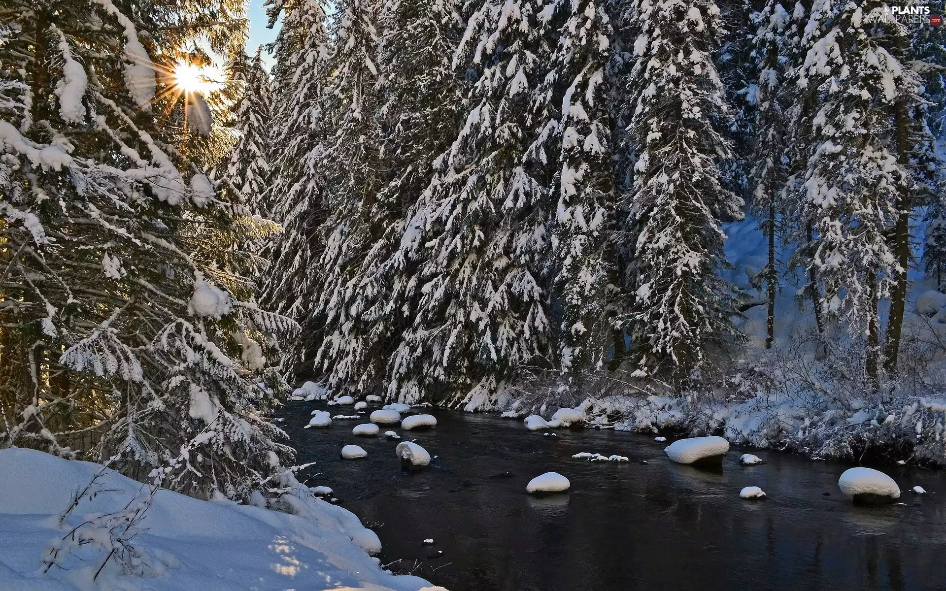 viewes, River, winter, rays of the Sun, snow, trees