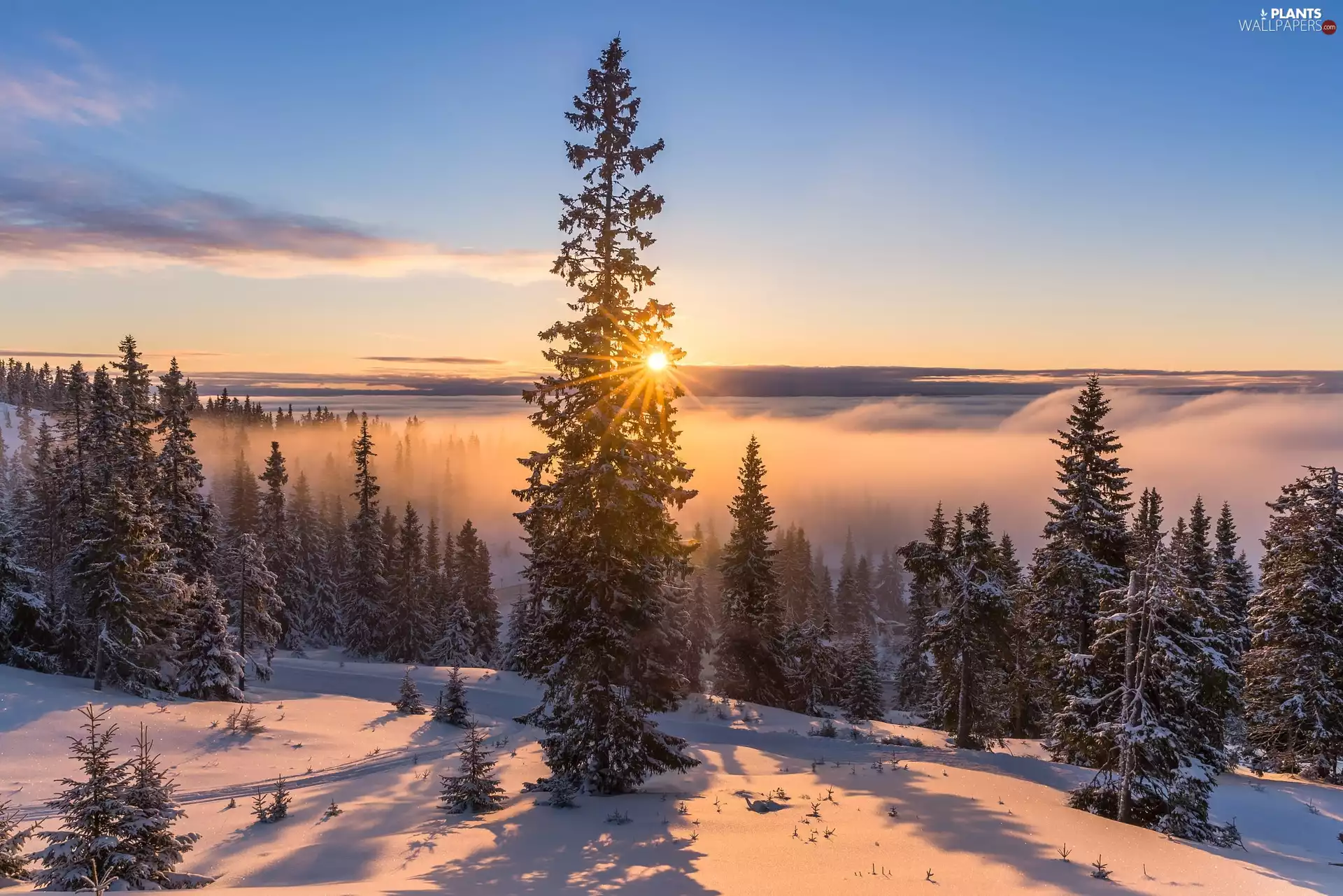 viewes, winter, Fog, rays of the Sun, forest, trees