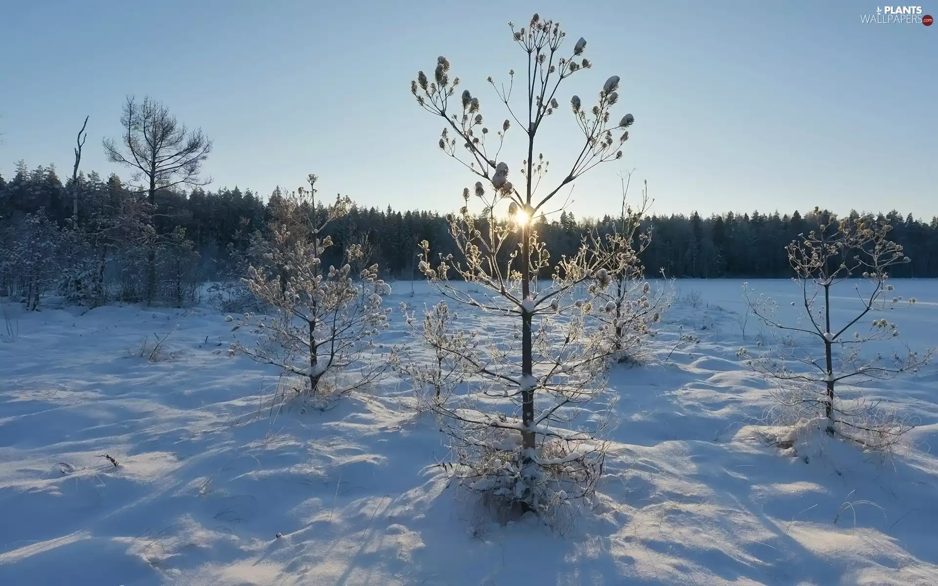 viewes, winter, snow, rays of the Sun, Plants, trees