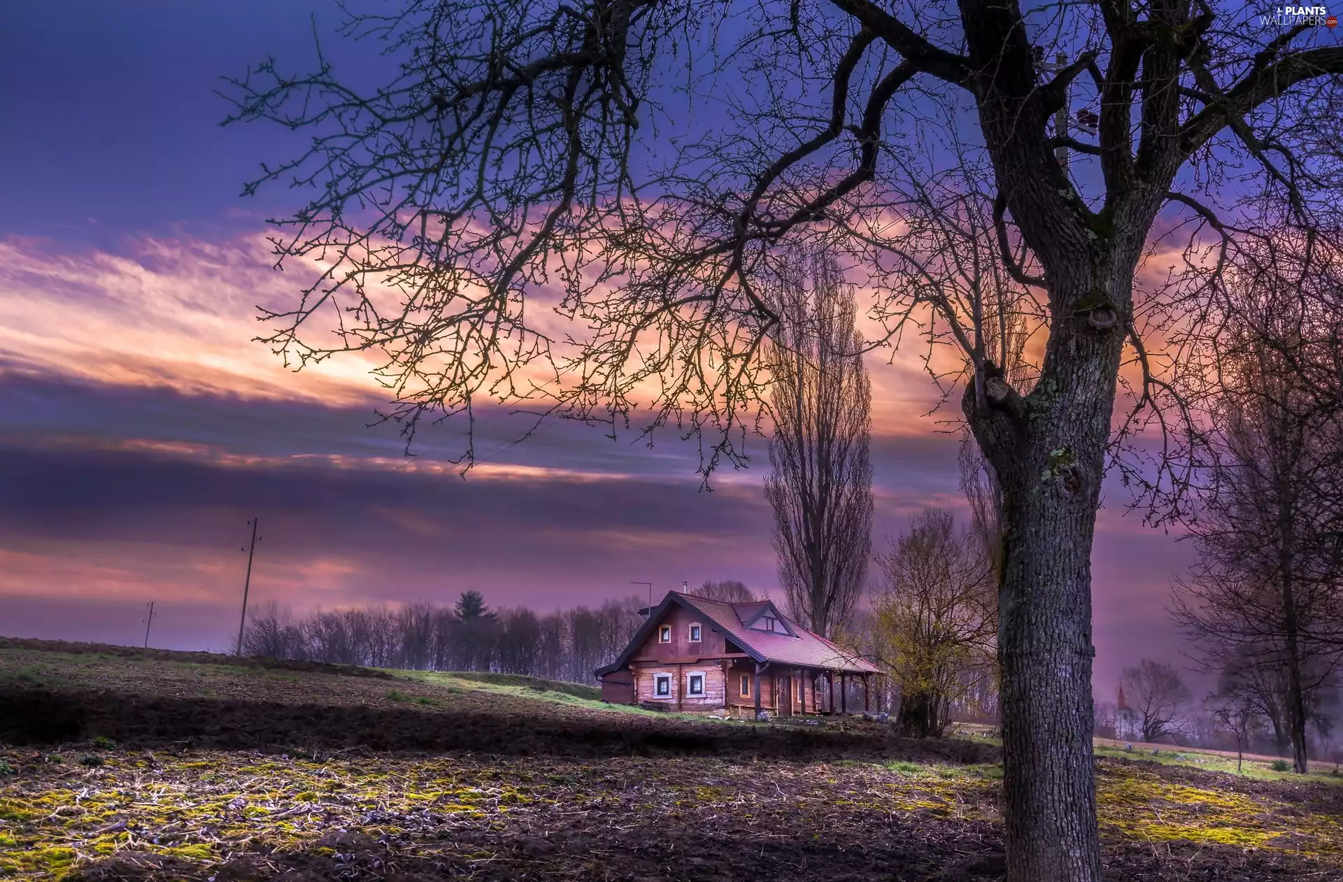 field, trees, sun, viewes, house, west, autumn