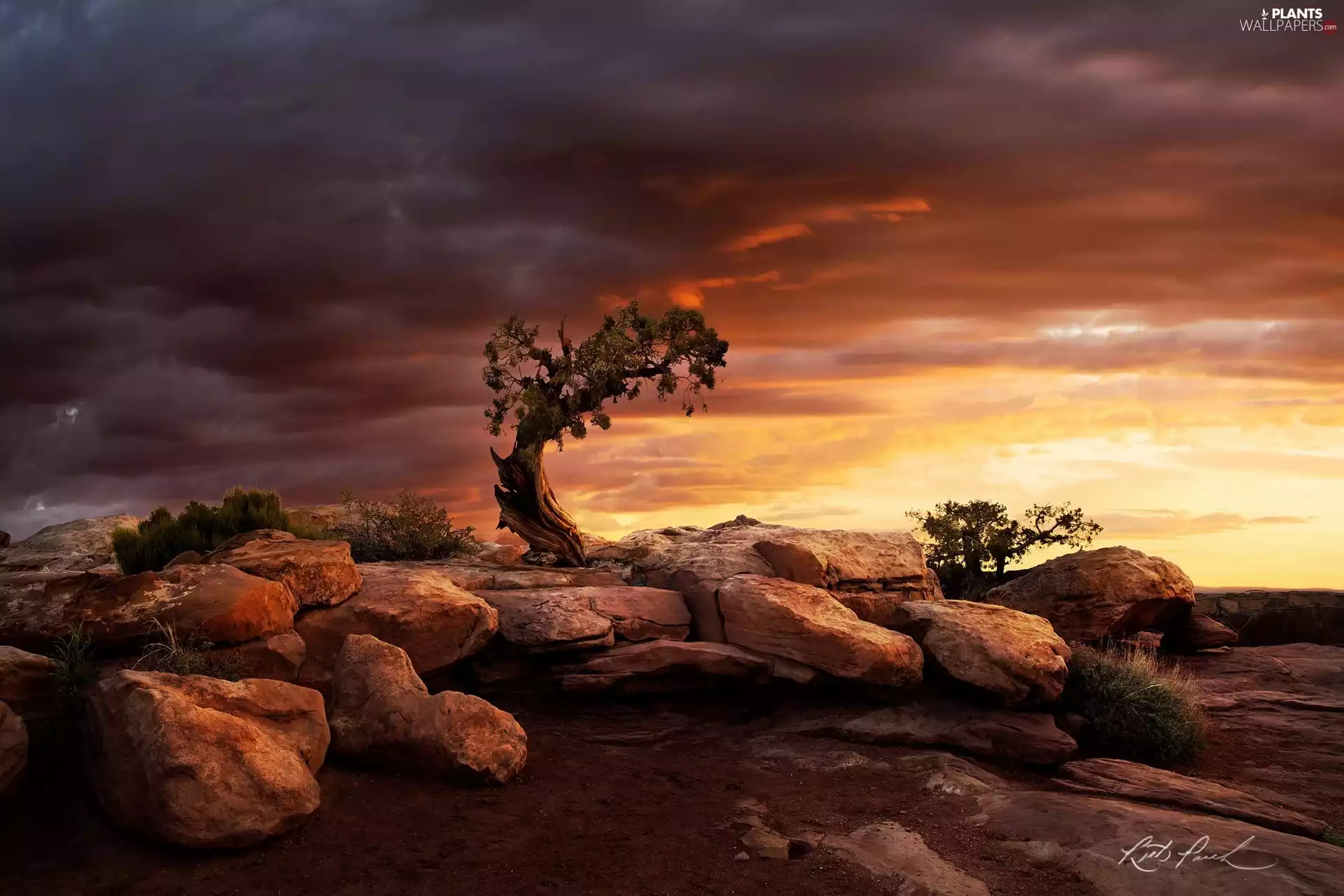 canyon, west, trees, viewes, Stones, sun