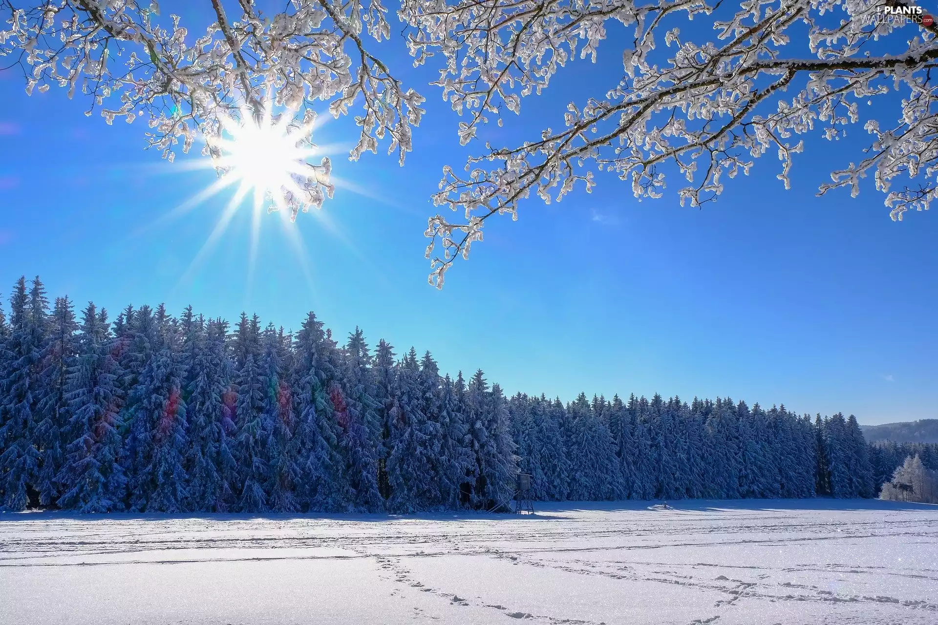 forest, winter, trees, viewes, branch pics, rays of the Sun, traces, snow, Field