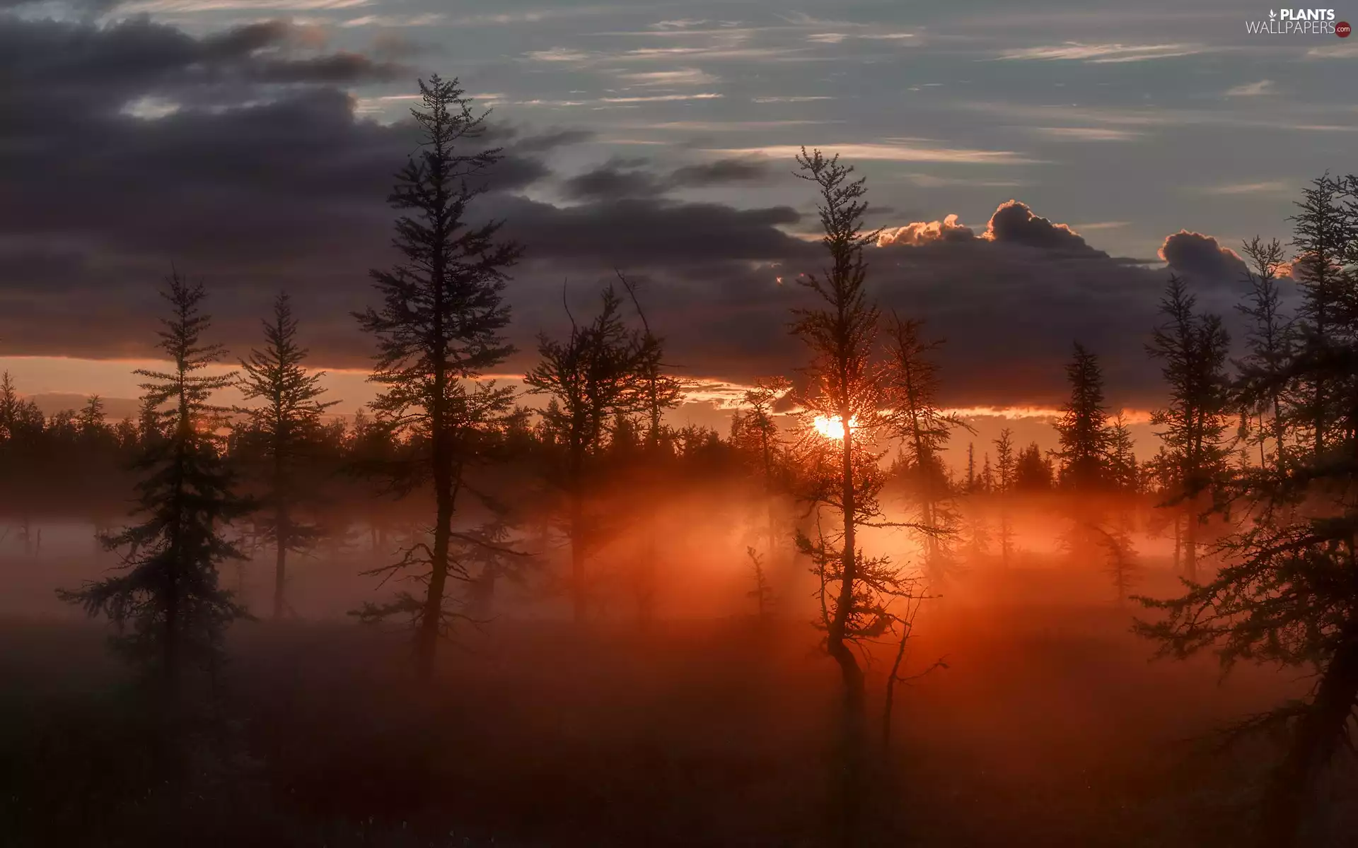 Fog, west, trees, viewes, clouds, sun