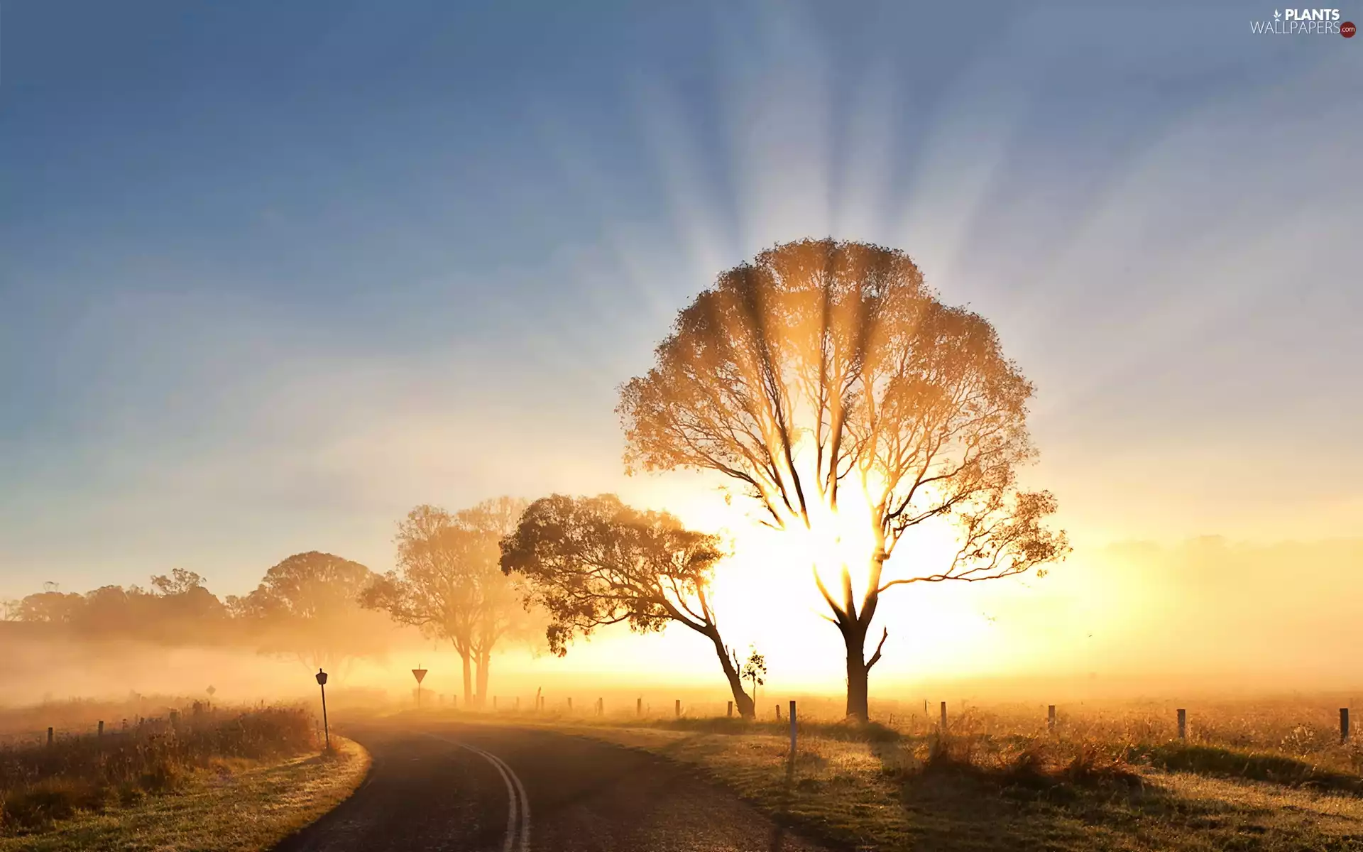 Fog, east, trees, viewes, Way, sun