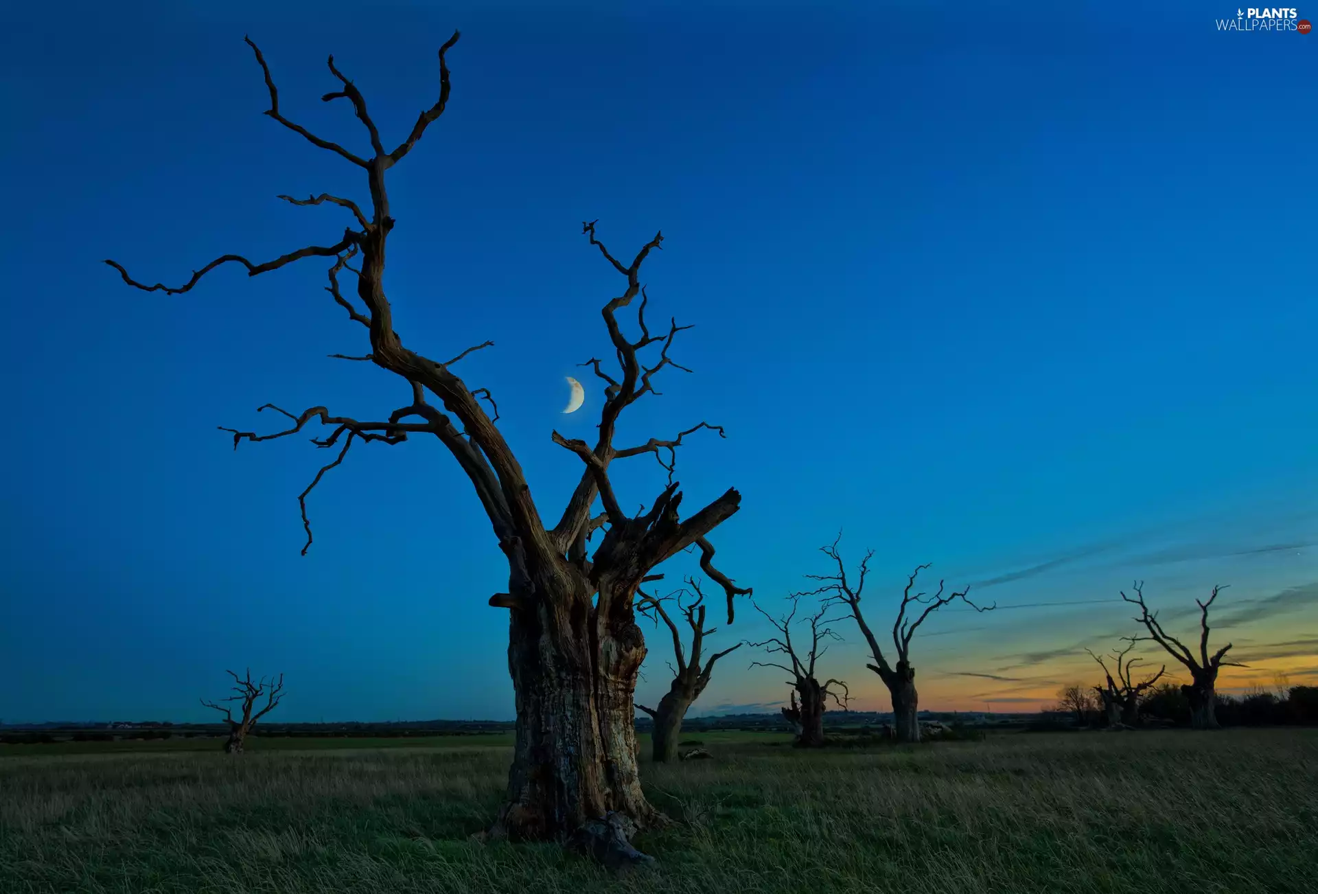 grass, trees, sun, viewes, withered, west, moon